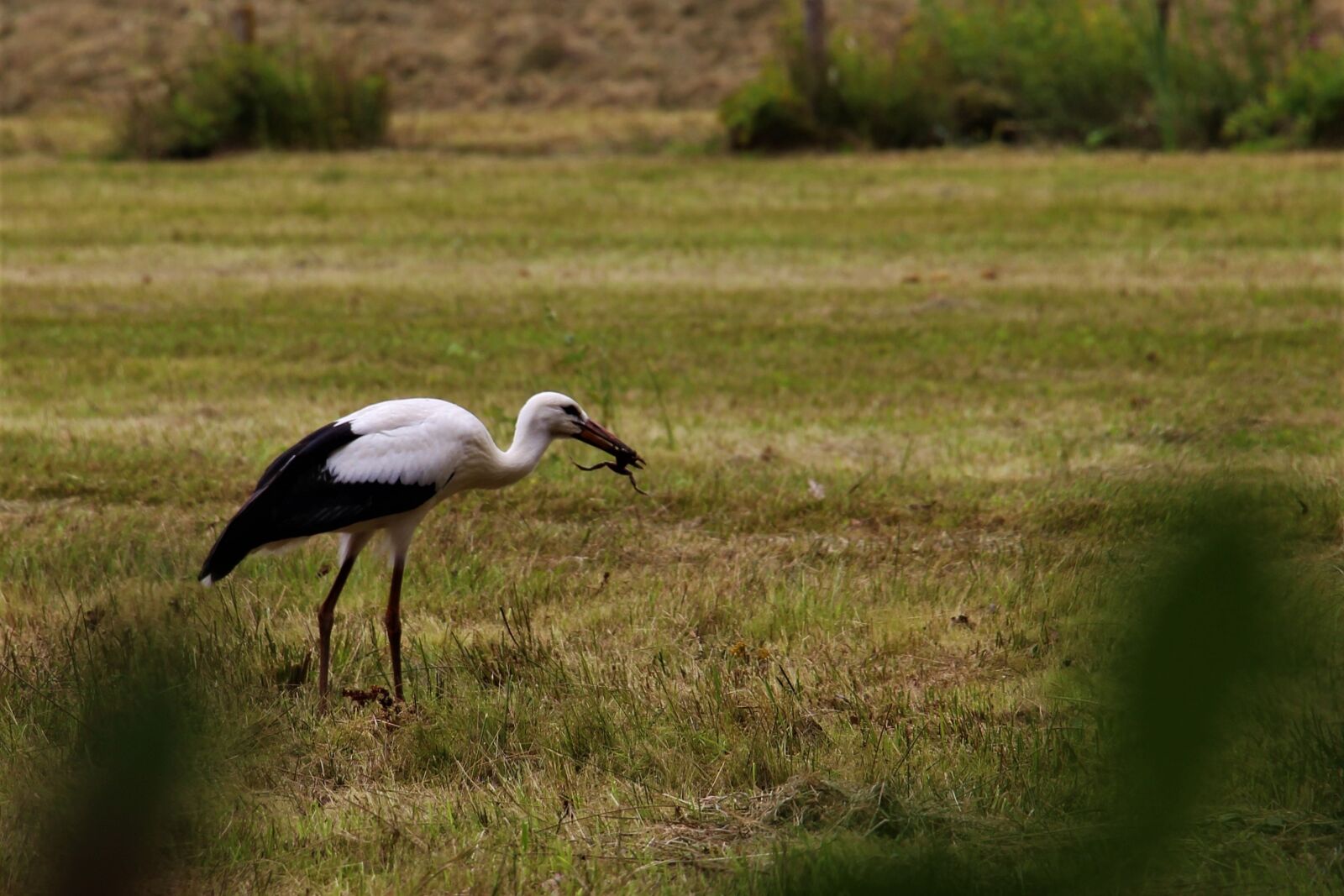 Canon EOS 700D (EOS Rebel T5i / EOS Kiss X7i) sample photo. Stork, eindhoven, gijzenrooi photography