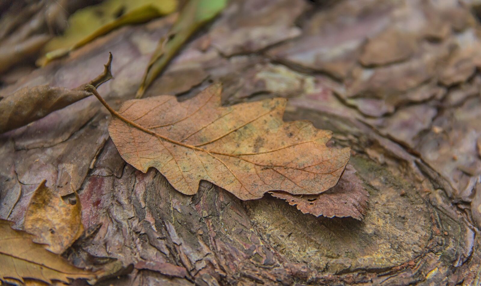 Canon EOS 550D (EOS Rebel T2i / EOS Kiss X4) sample photo. Oak leaf, autumn leaf photography