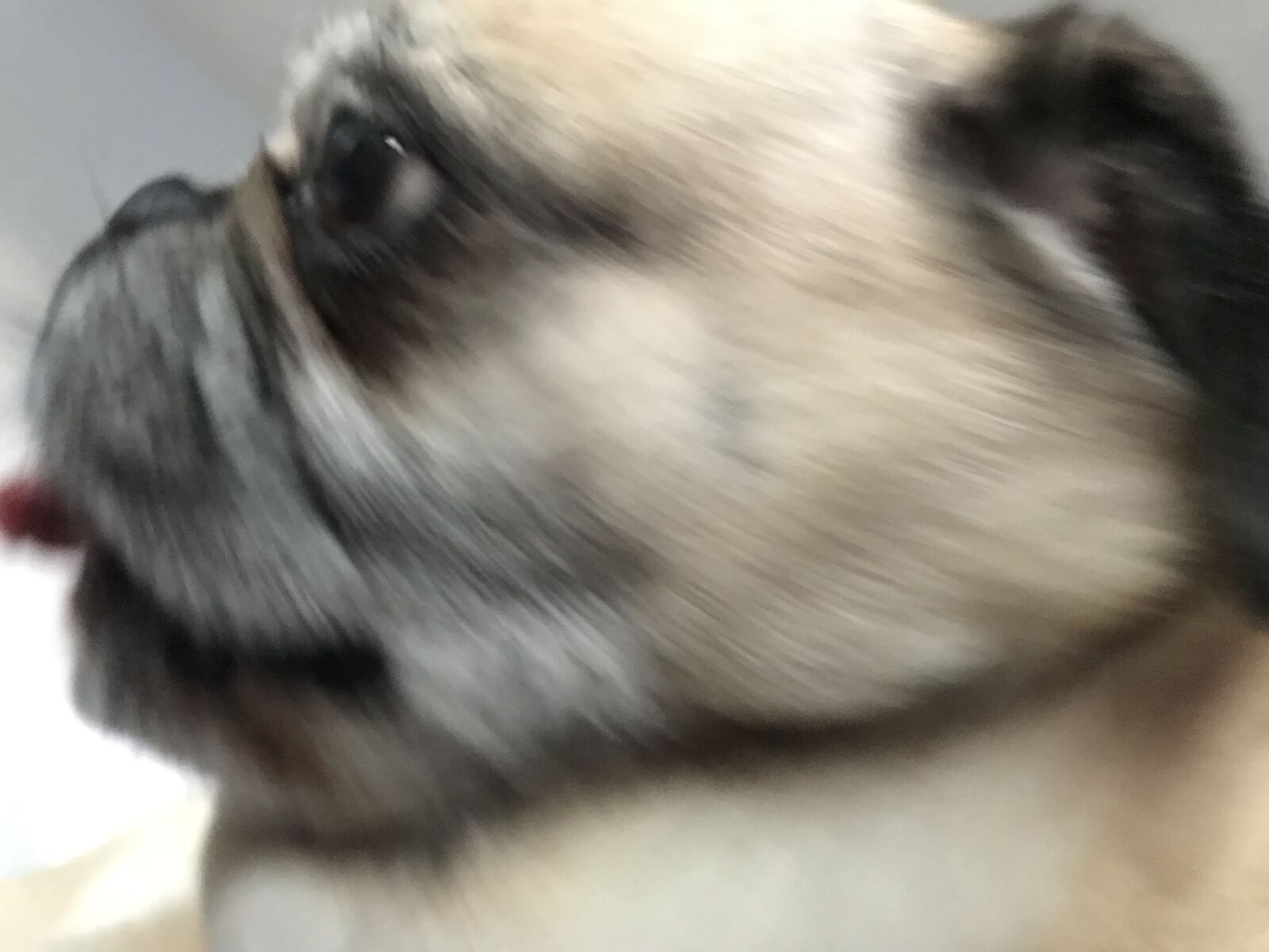 iPhone 7 back camera 3.99mm f/1.8 sample photo. Dog, pug, pet photography
