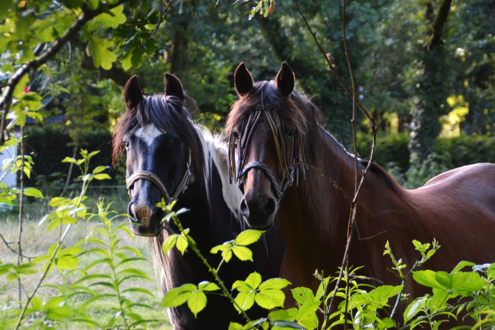 Nikon D7100 sample photo. Friends, horse, together photography