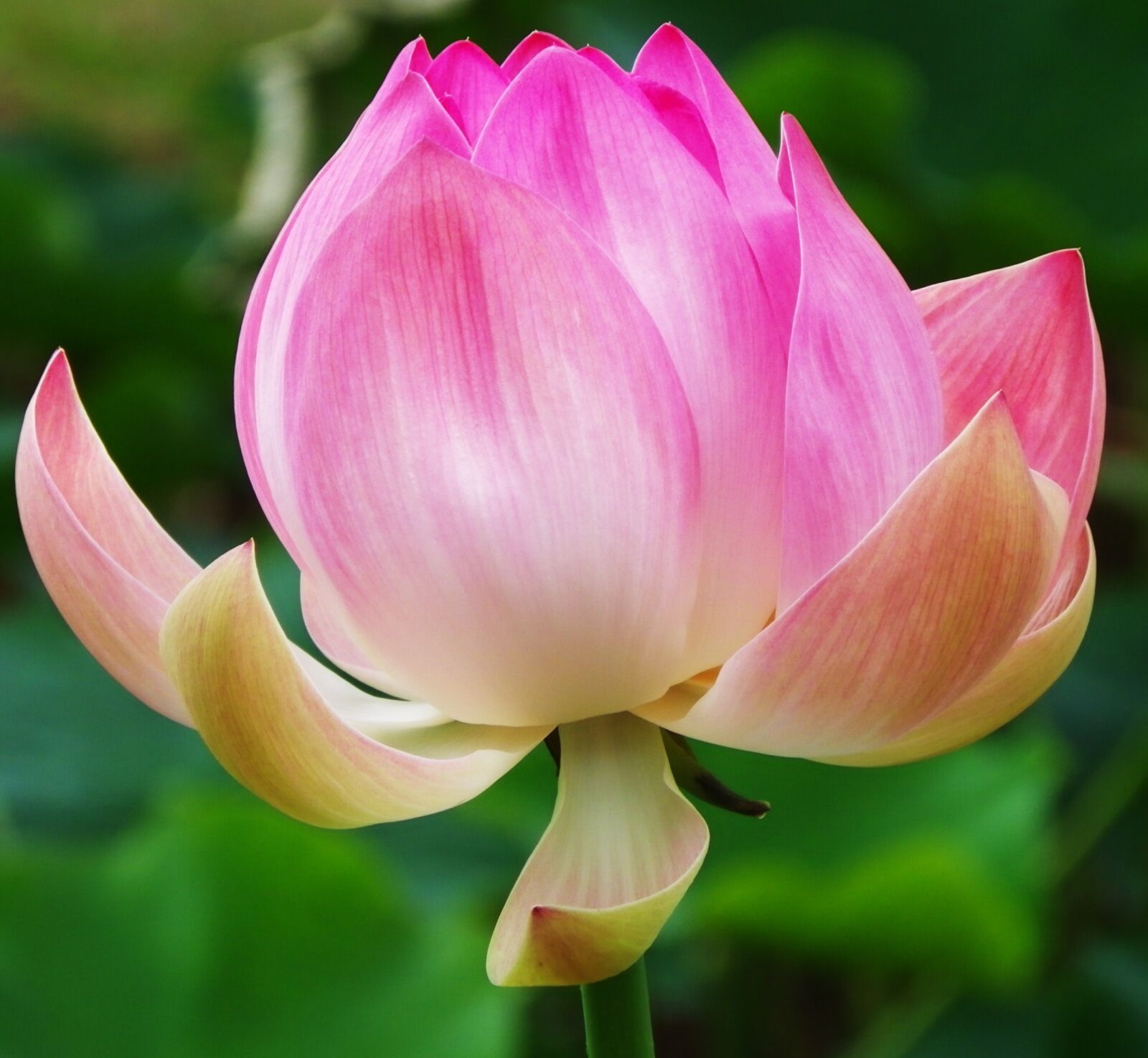 Pentax X90 sample photo. Flower, beauty, pink photography