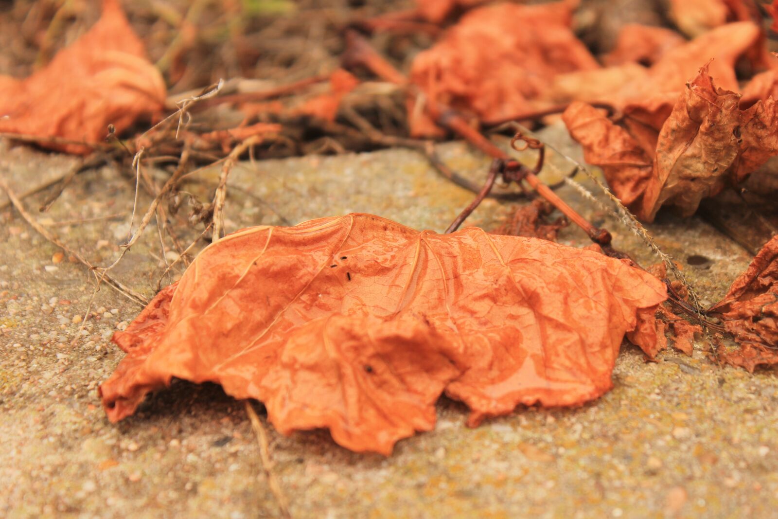 Canon EOS 1100D (EOS Rebel T3 / EOS Kiss X50) sample photo. Inherit, orange, leaves photography