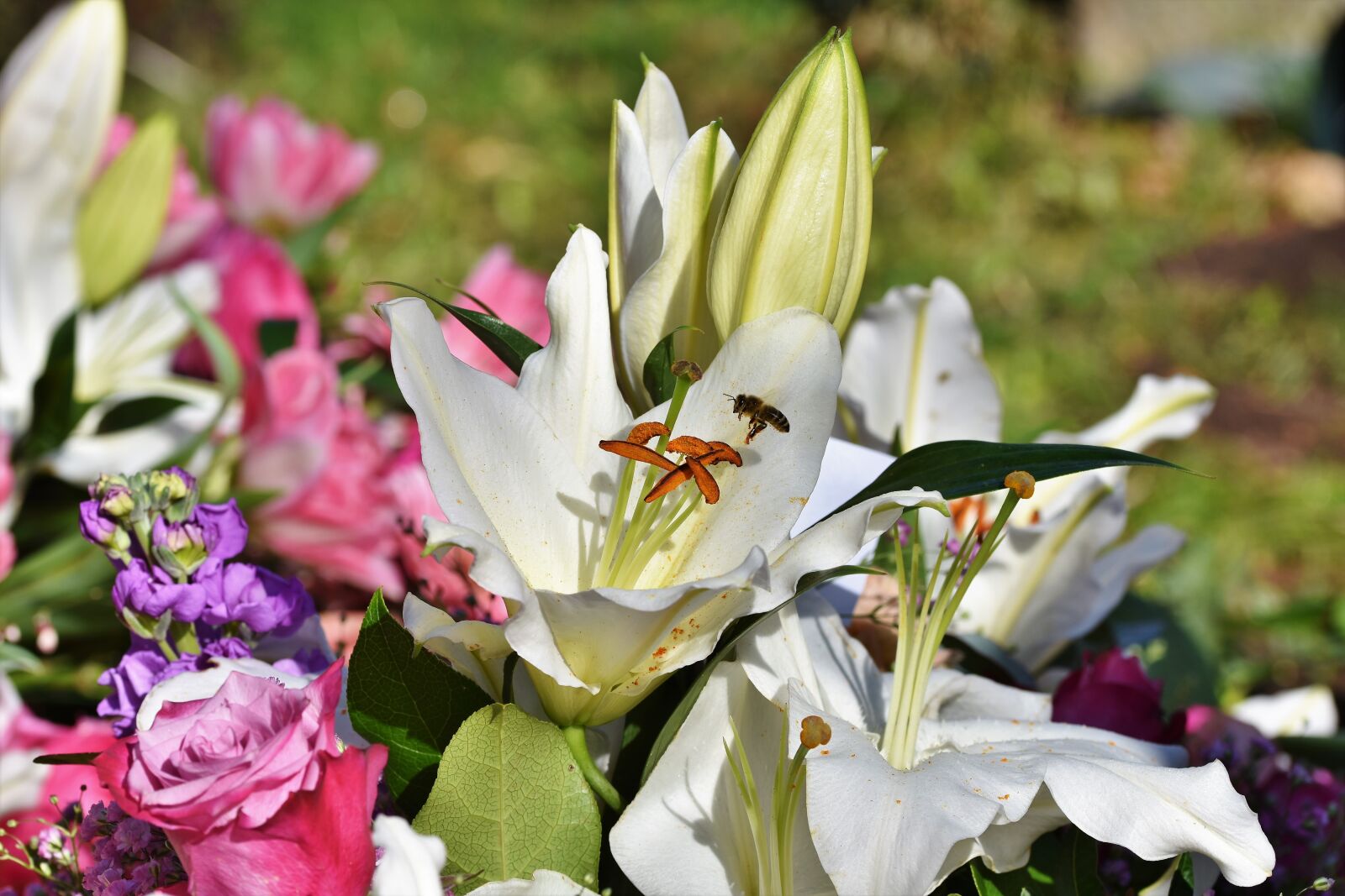 Nikon D7200 sample photo. Lily, blossom, bloom photography