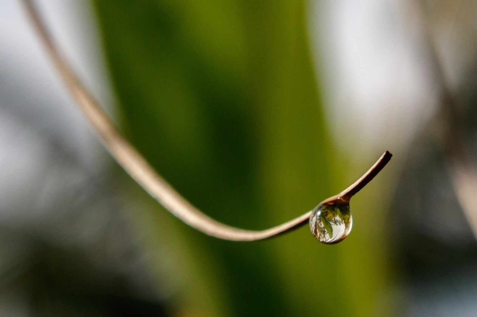 Canon EOS 750D (EOS Rebel T6i / EOS Kiss X8i) sample photo. Water, drop, twig photography