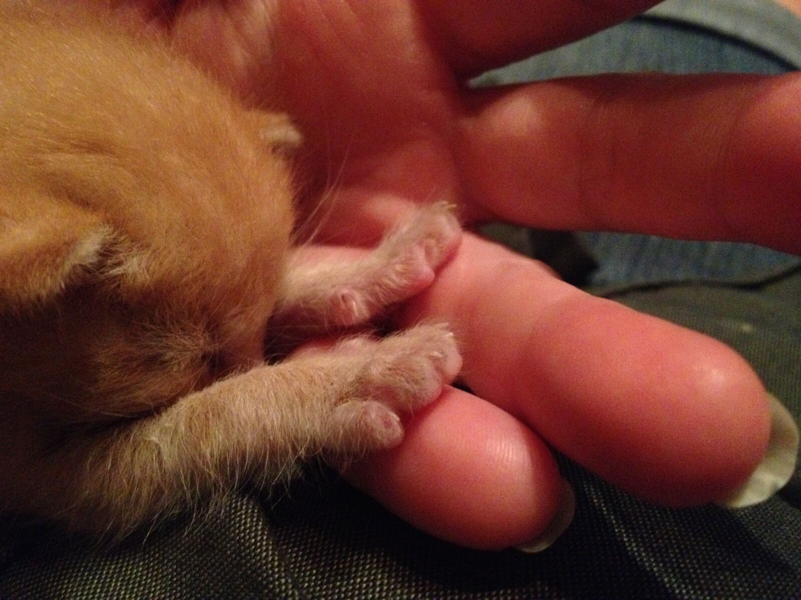 iPhone 4S back camera 4.28mm f/2.4 sample photo. Kitten, superman, shy photography
