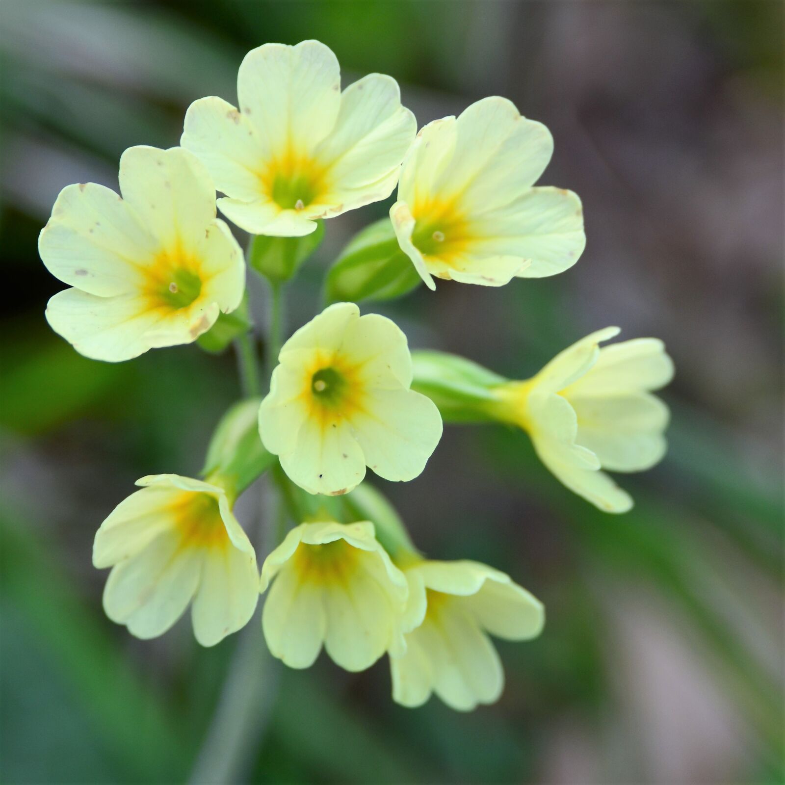 Nikon D7000 sample photo. High primrose, forest primrose photography