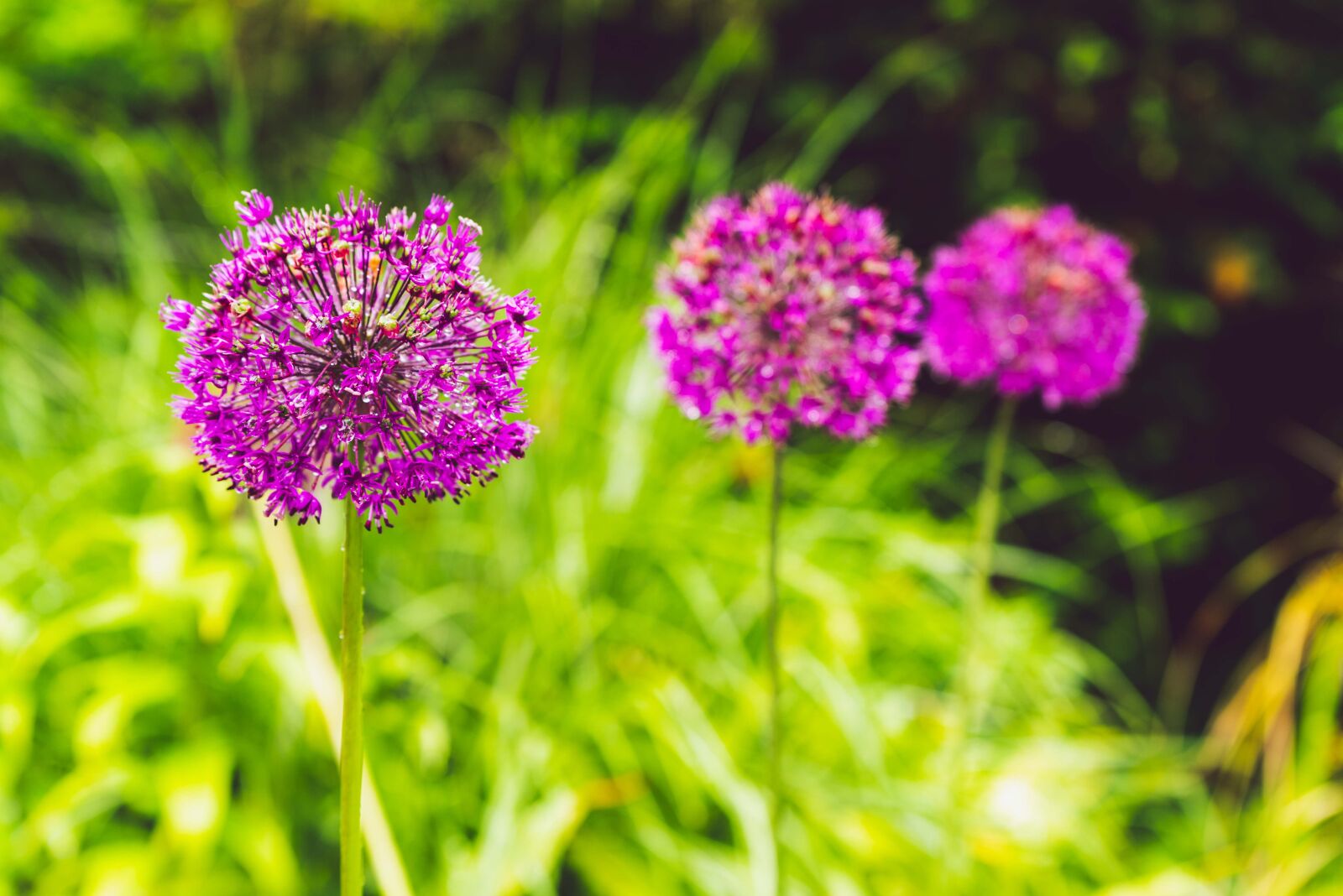 Nikon D750 sample photo. Flowers, three, spring photography