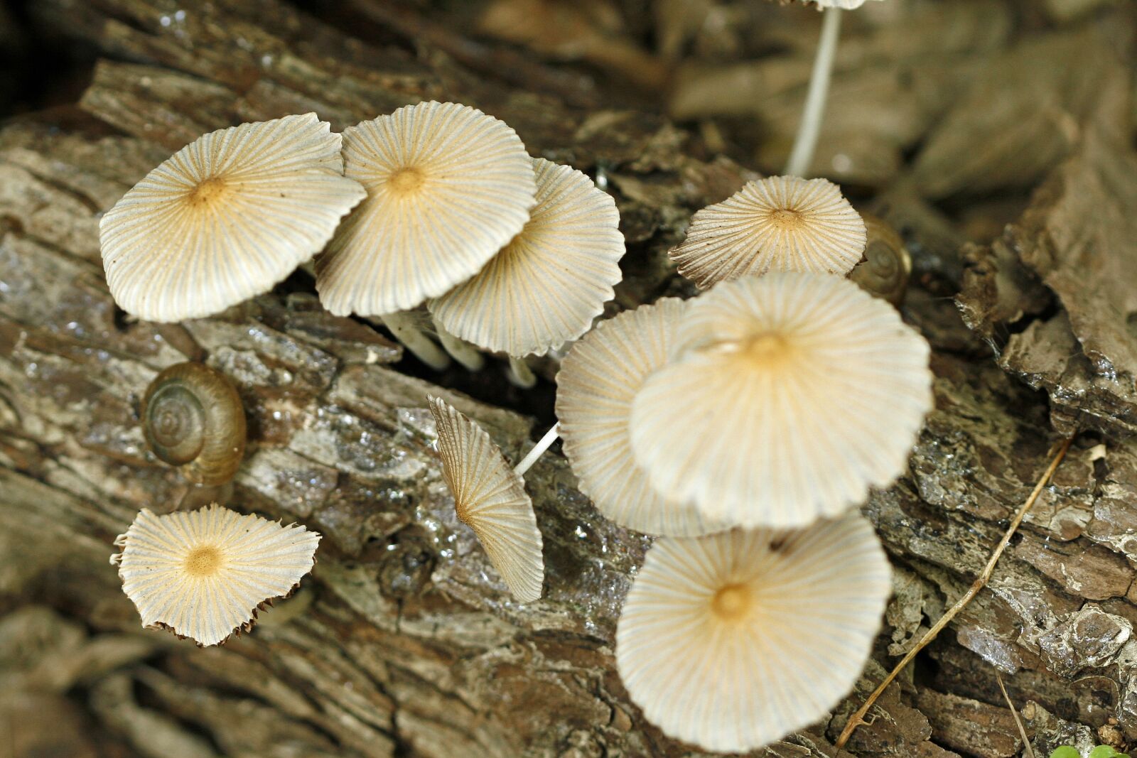 Canon EOS 30D sample photo. Mushroom, white, log photography