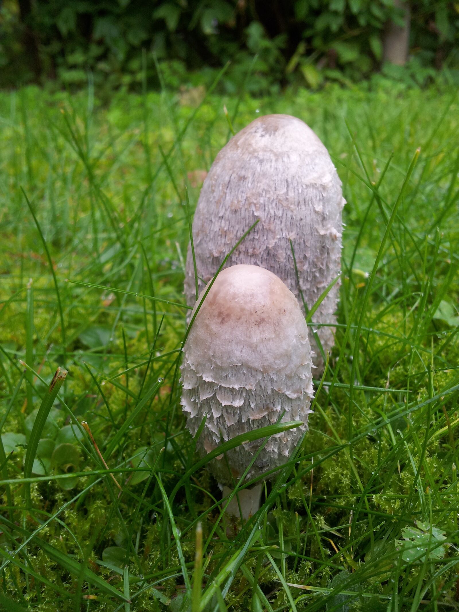Samsung Galaxy S2 sample photo. Puffball, mushroom, grass photography
