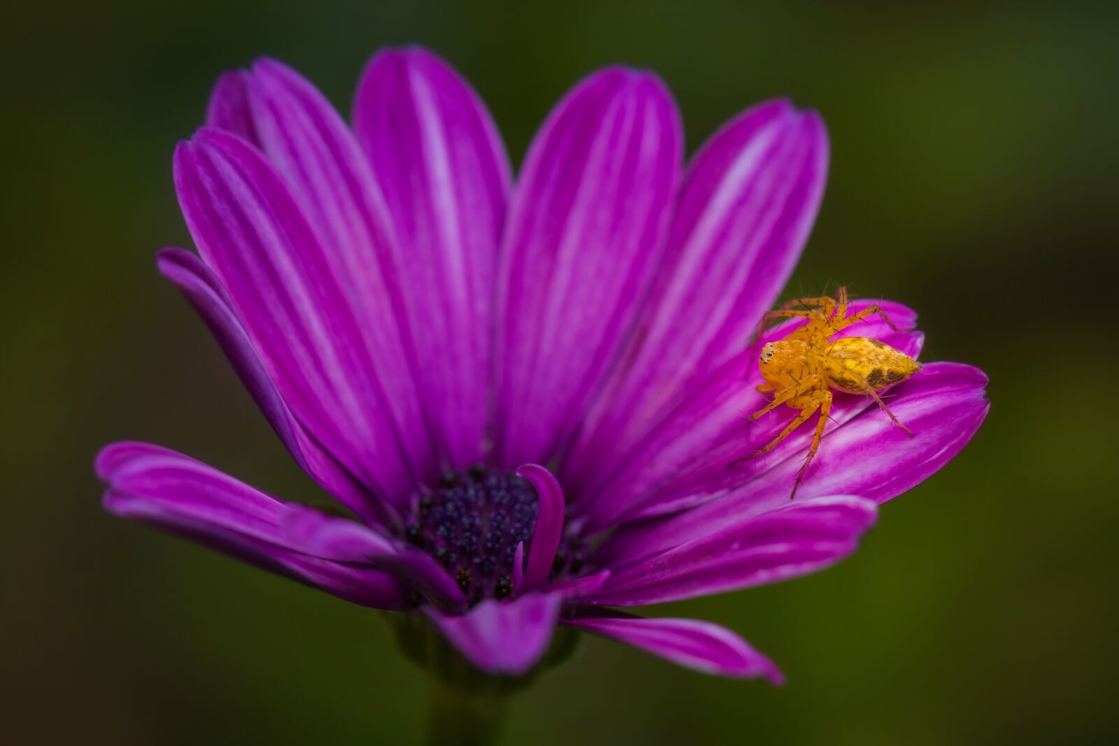 Canon EOS 70D sample photo. Flower, spider, arachnid photography