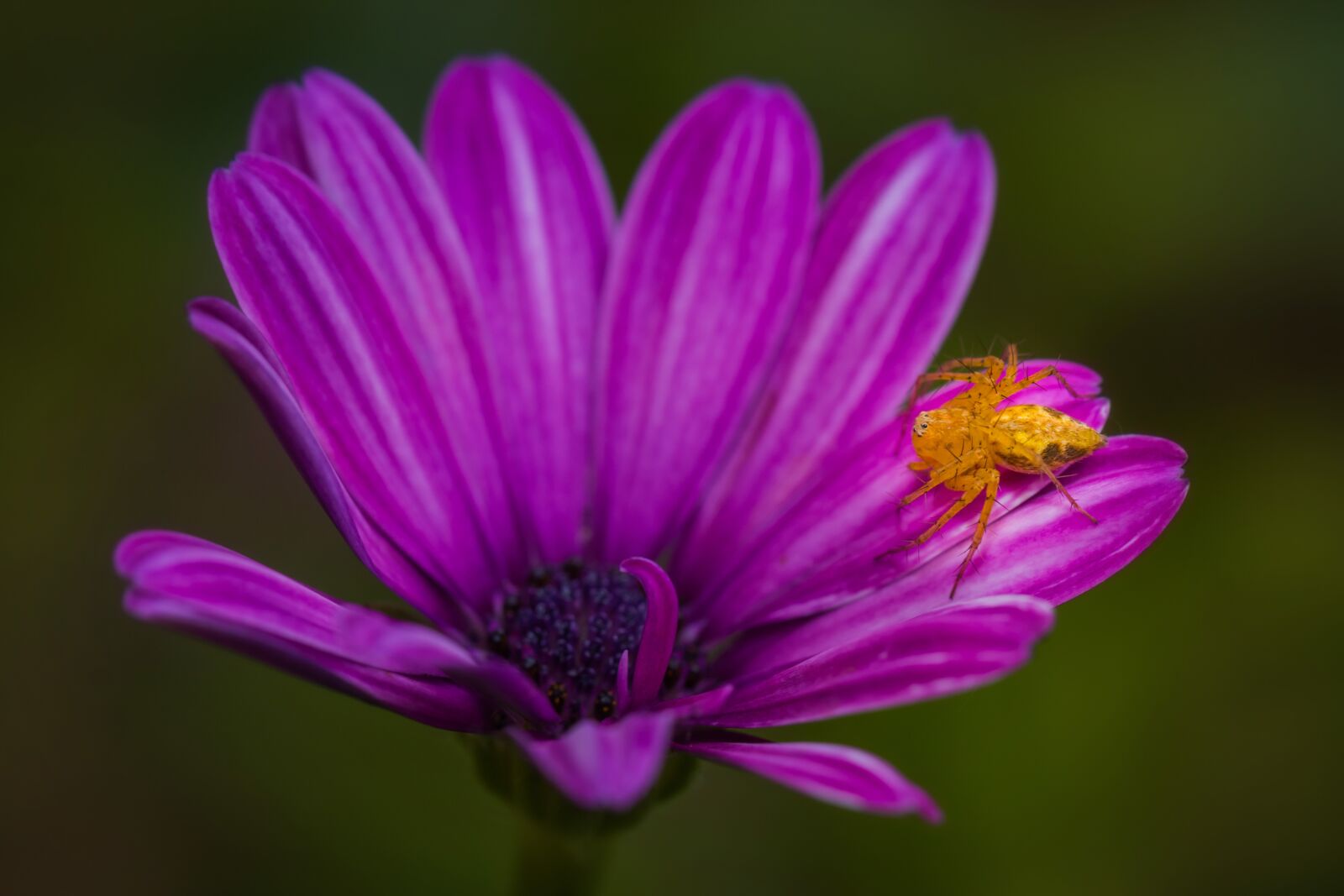 Canon EOS 70D + Canon EF 100mm F2.8L Macro IS USM sample photo. Flower, spider, arachnid photography