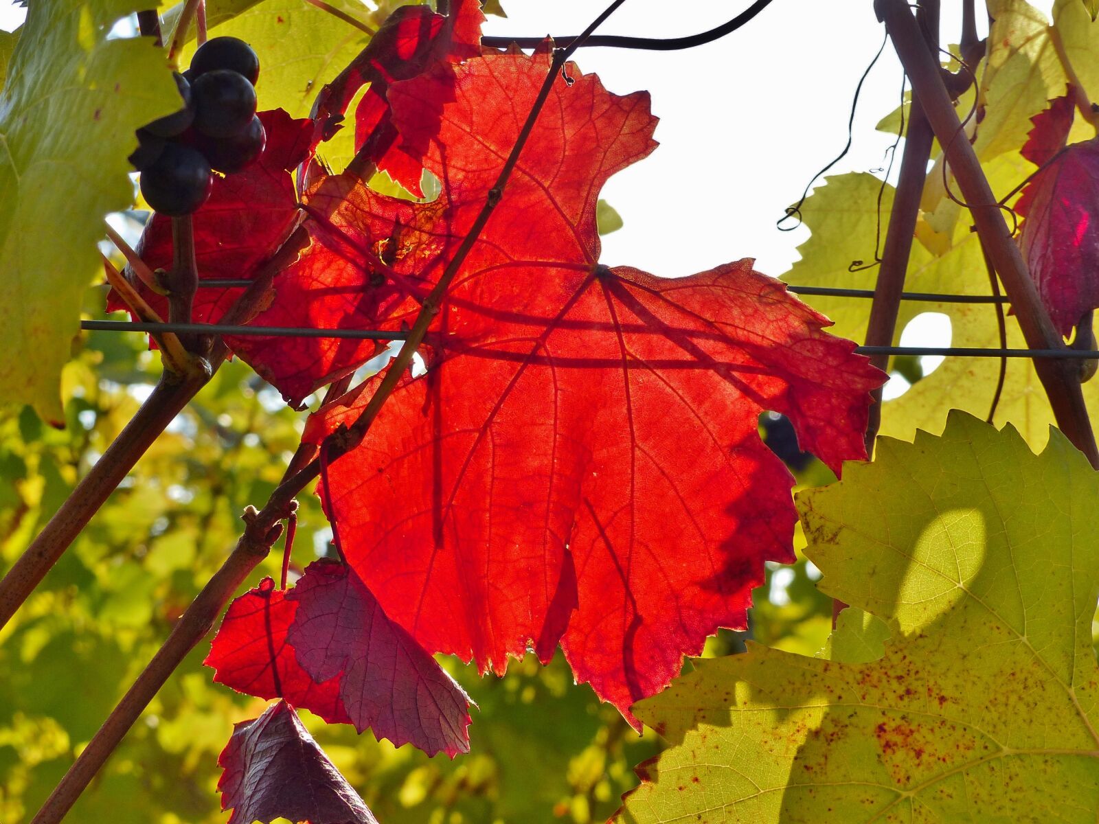 Panasonic Lumix DMC-FZ200 sample photo. Vine, autumn, red photography