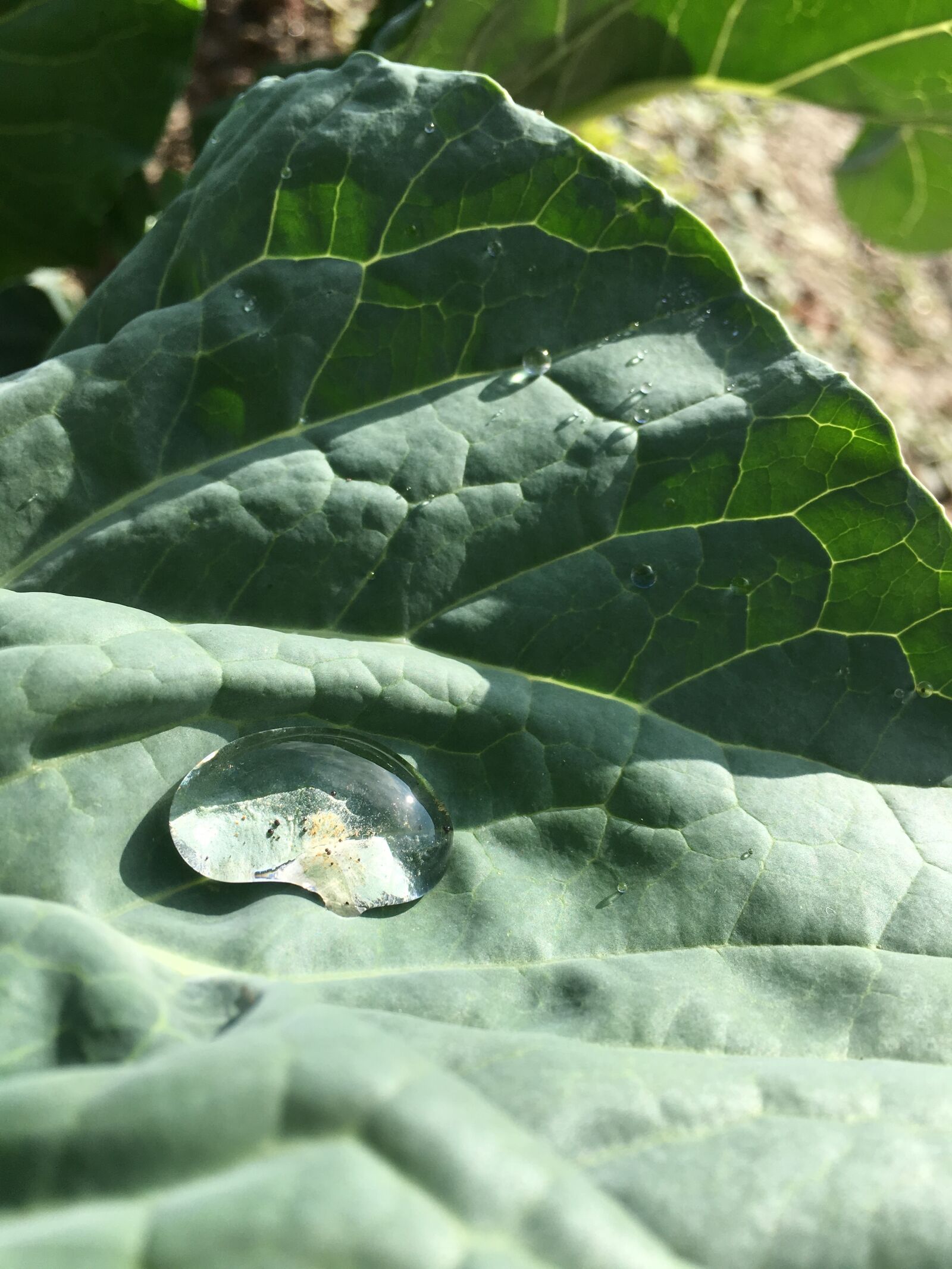 Apple iPhone 6s sample photo. Dew, drop, droplets photography