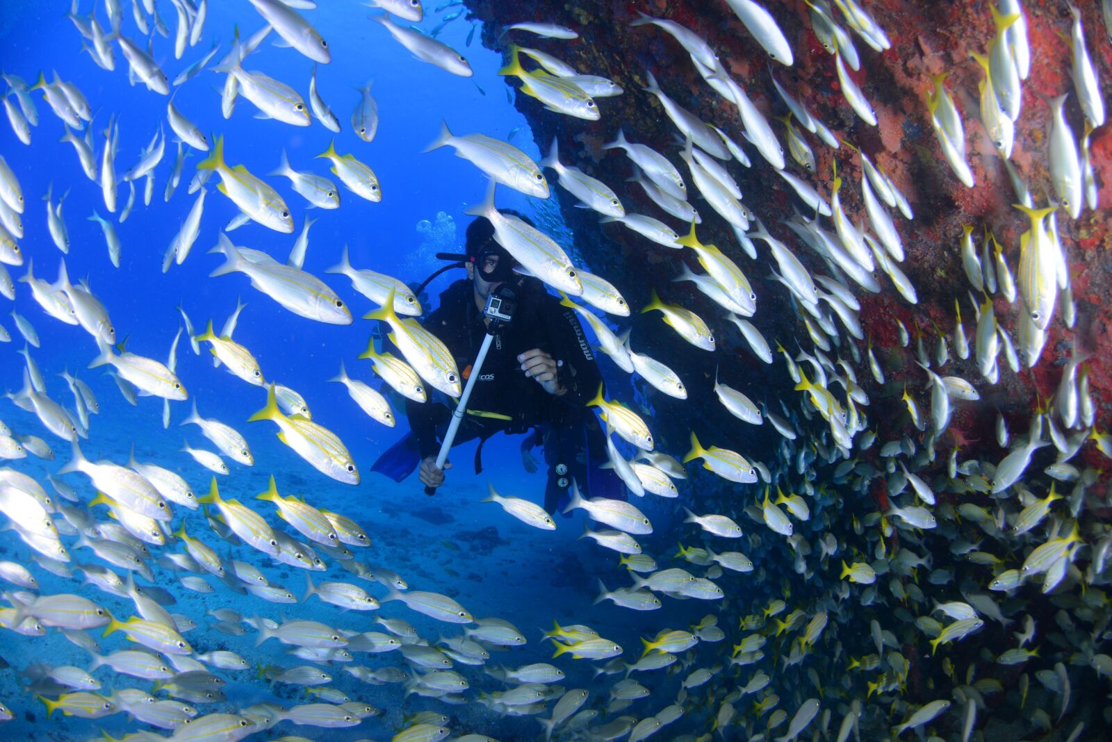 Nikon D800 sample photo. Dive, blue, diving deep photography