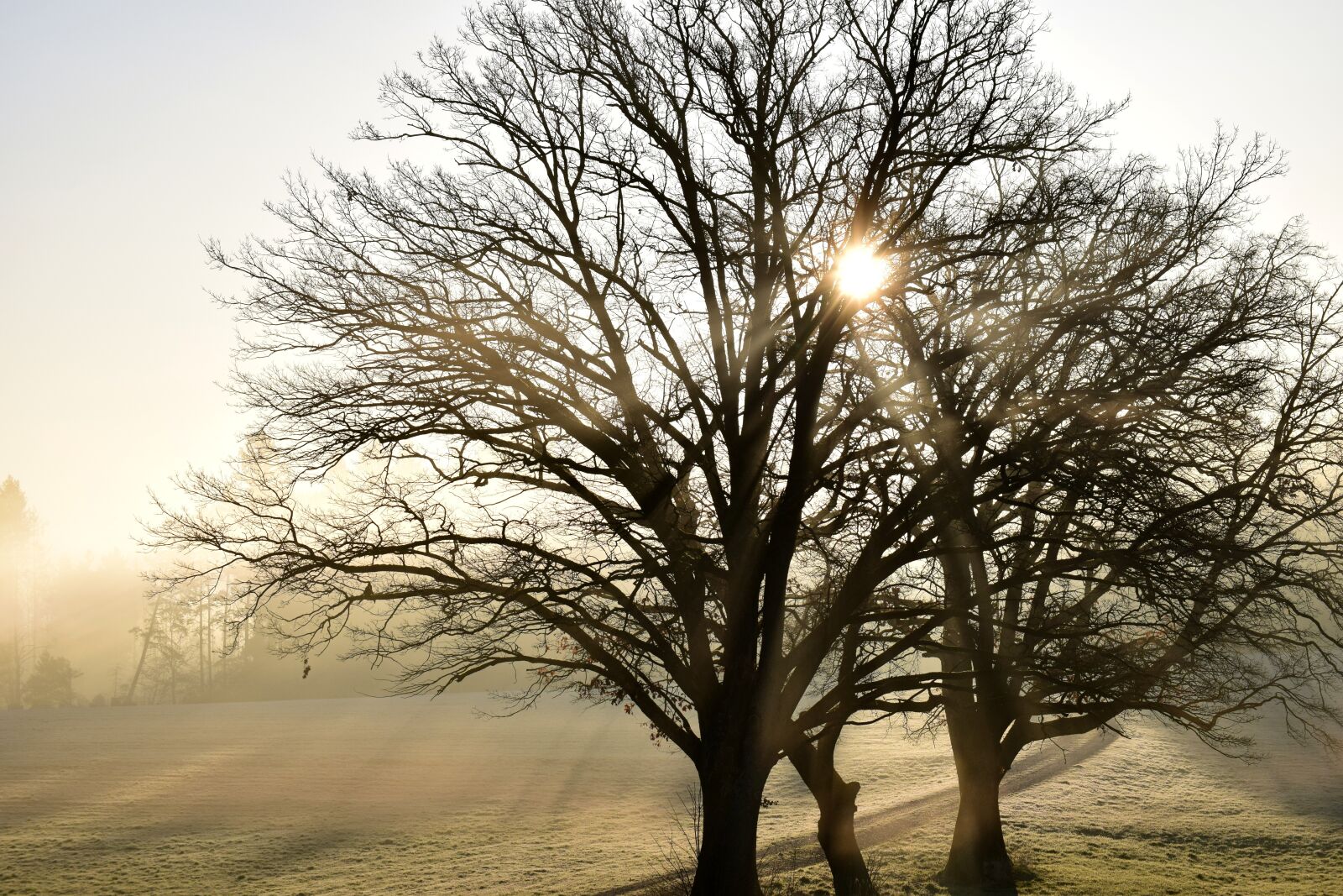 Nikon D3300 sample photo. Tree, nature, landscape photography