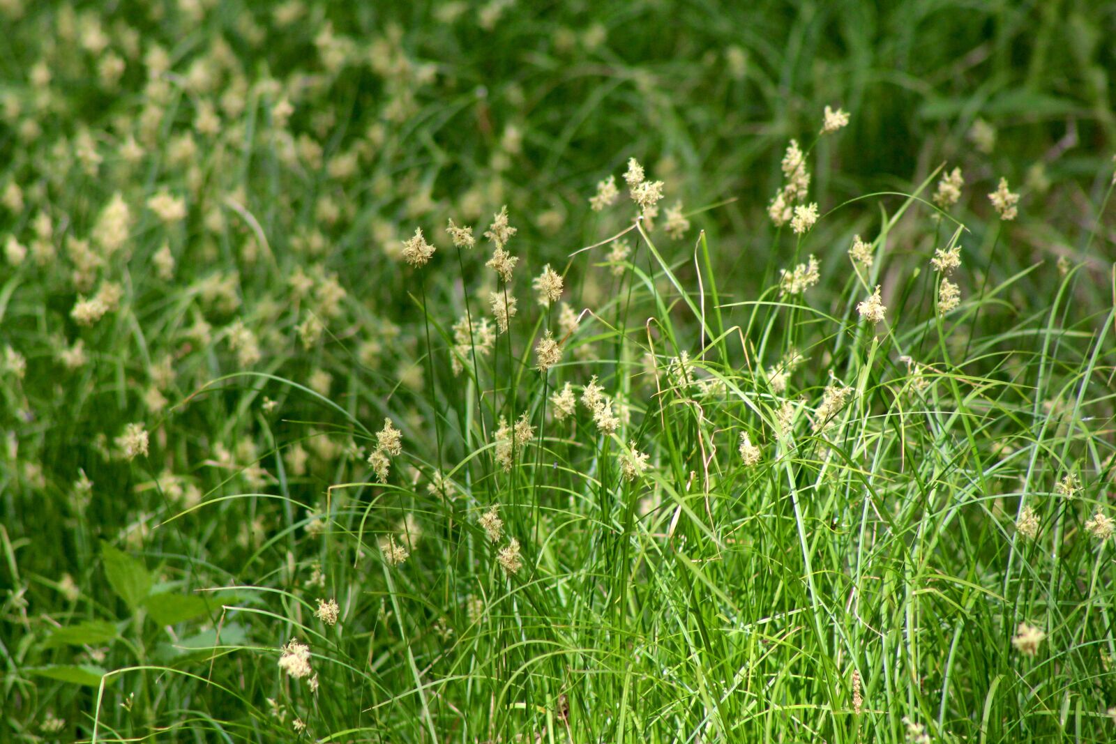 Canon EF75-300mm f/4-5.6 sample photo. Forest, grass, nature photography