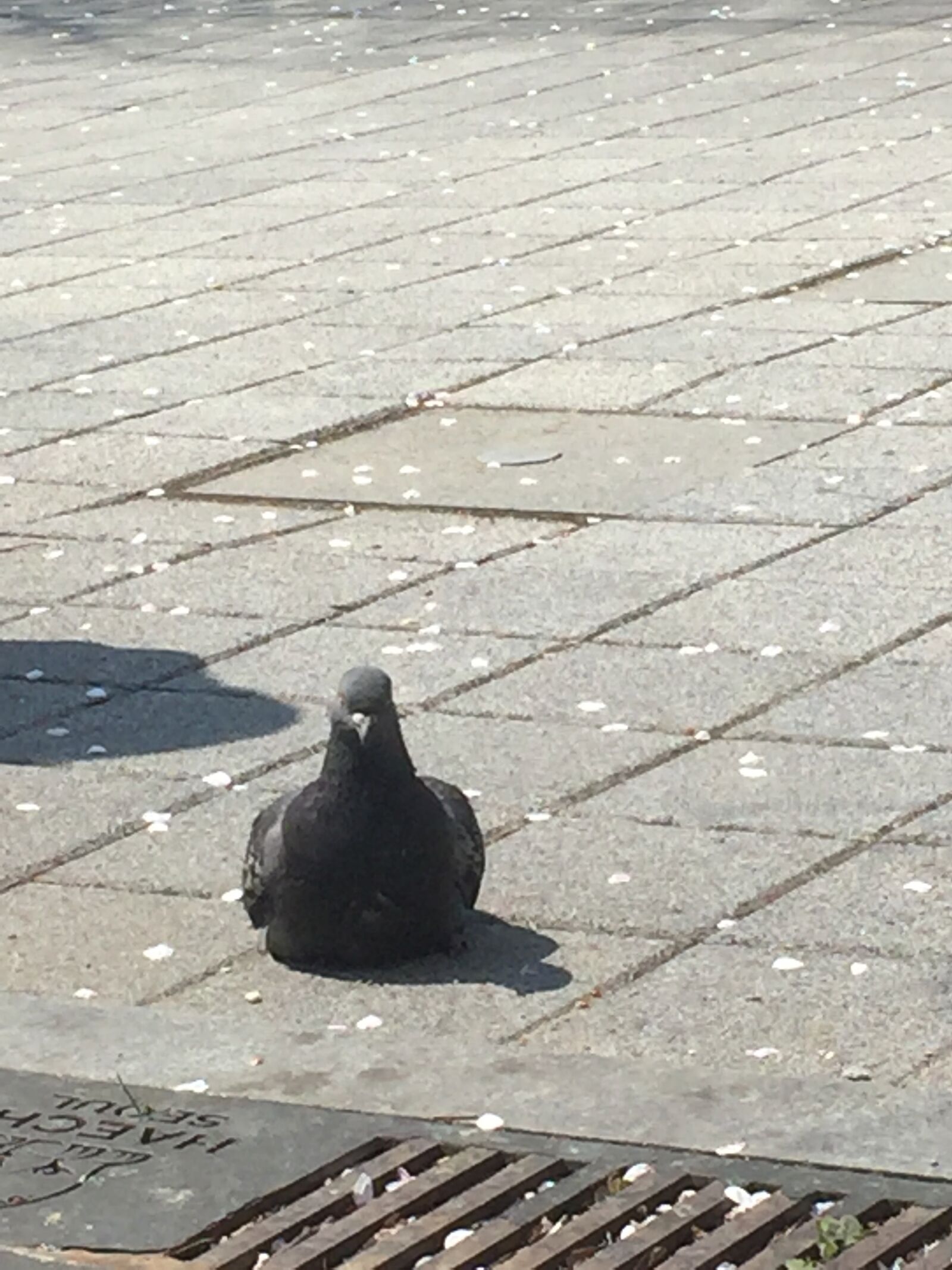 iPhone 6 back camera 4.15mm f/2.2 sample photo. Pigeon, the sleeping pigeon photography