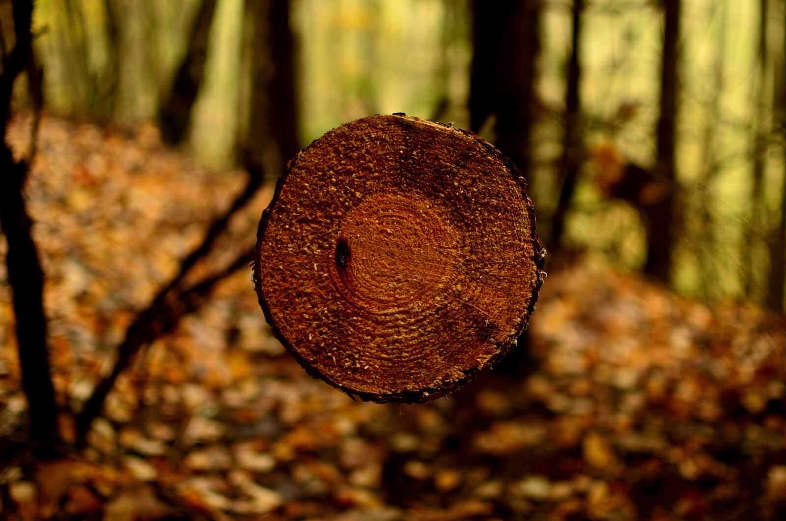 Nikon D5100 sample photo. Forest, autumn, nature photography