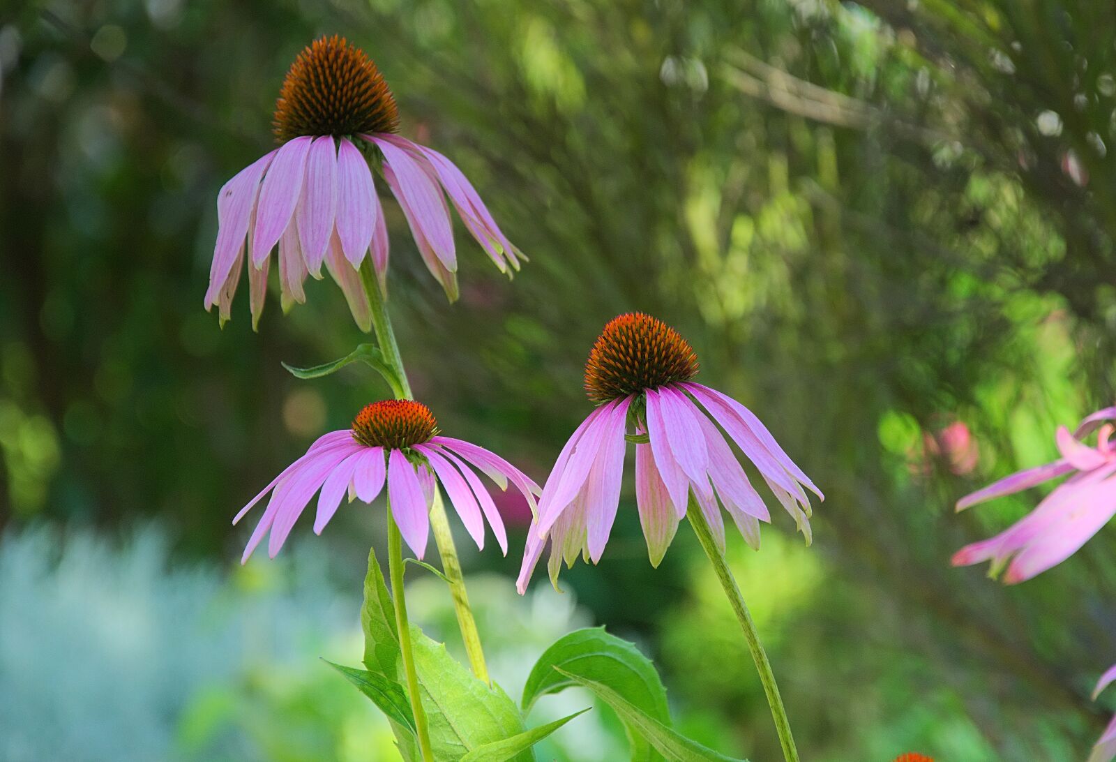 Nikon D7200 sample photo. Flower, coneflower, petals photography