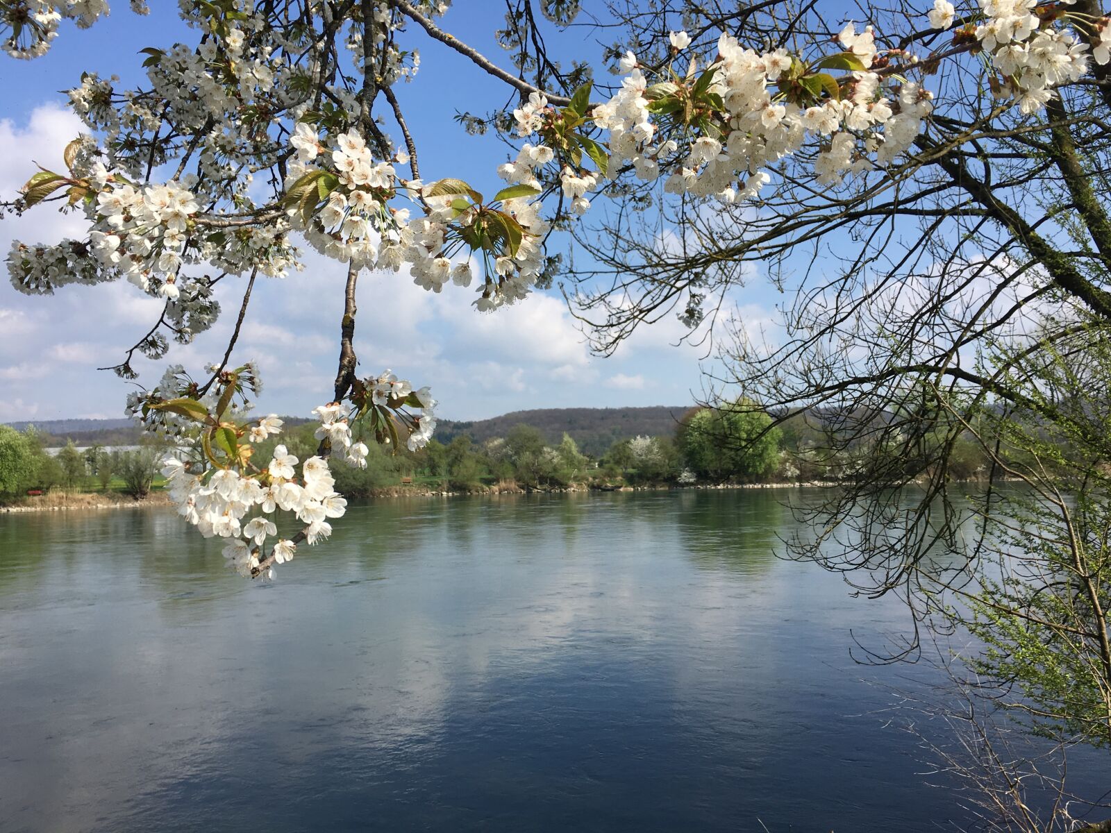 Apple iPhone 6s sample photo. Water, spring, flowers photography
