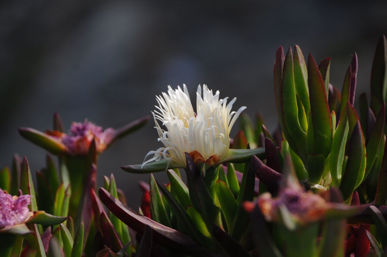 Nikon D90 sample photo. Ice plant, nature, flora photography