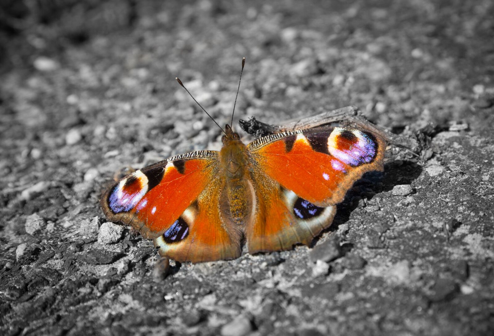 Nikon D610 sample photo. Butterfly, peacock, spring photography