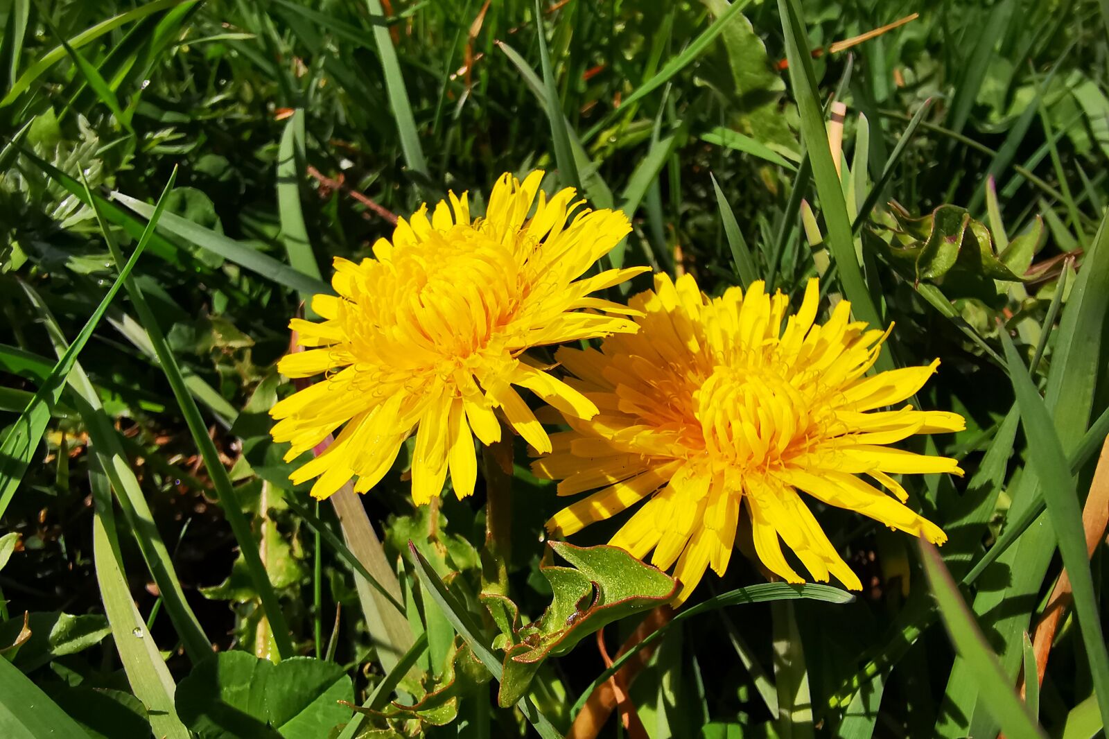 HUAWEI P30 Pro sample photo. Dandelion, hundeblume, spring photography