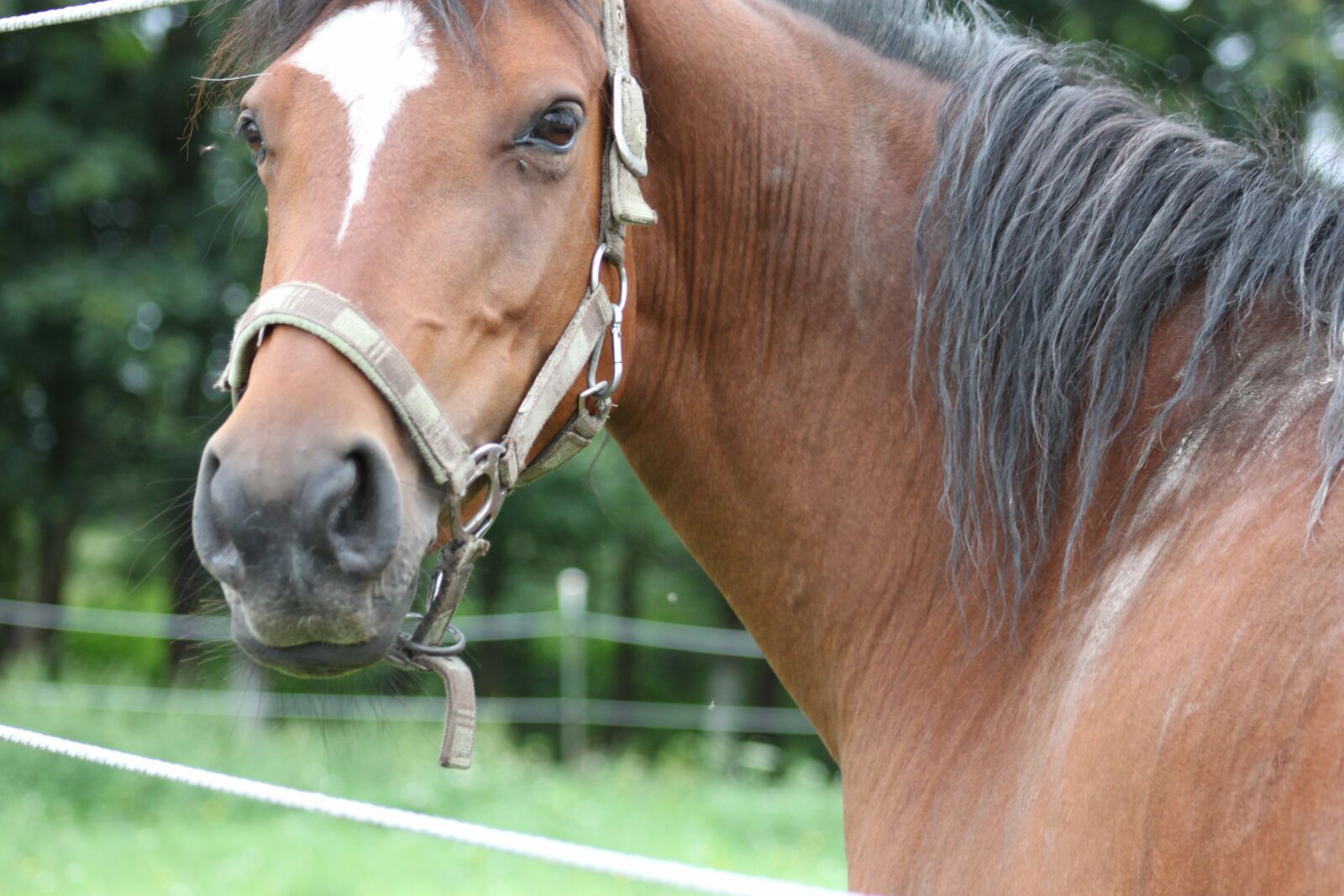 Canon EOS 500D (EOS Rebel T1i / EOS Kiss X3) sample photo. Horse, brown, animal photography