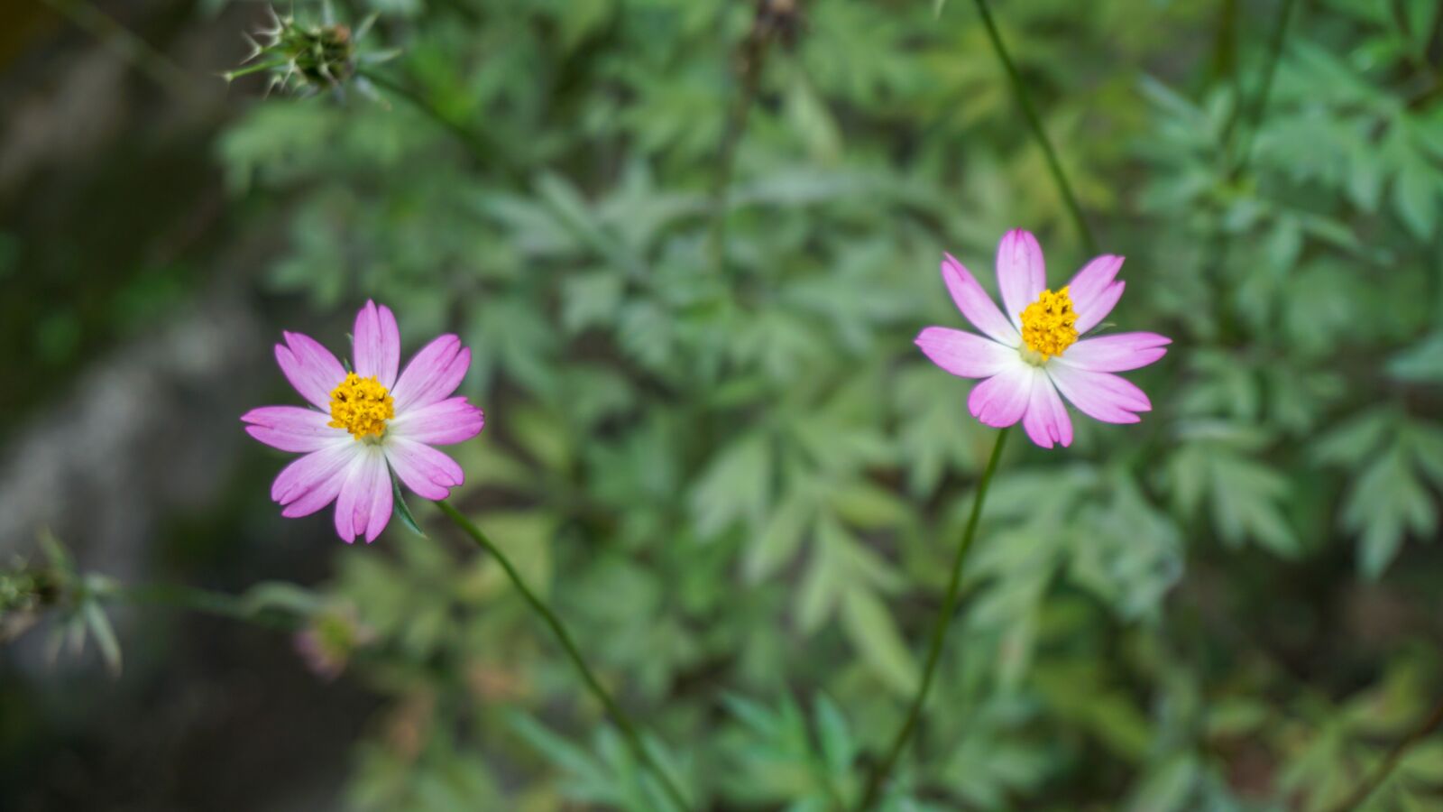 Sony E 16-50mm F3.5-5.6 PZ OSS sample photo. Flower, pink, cute photography