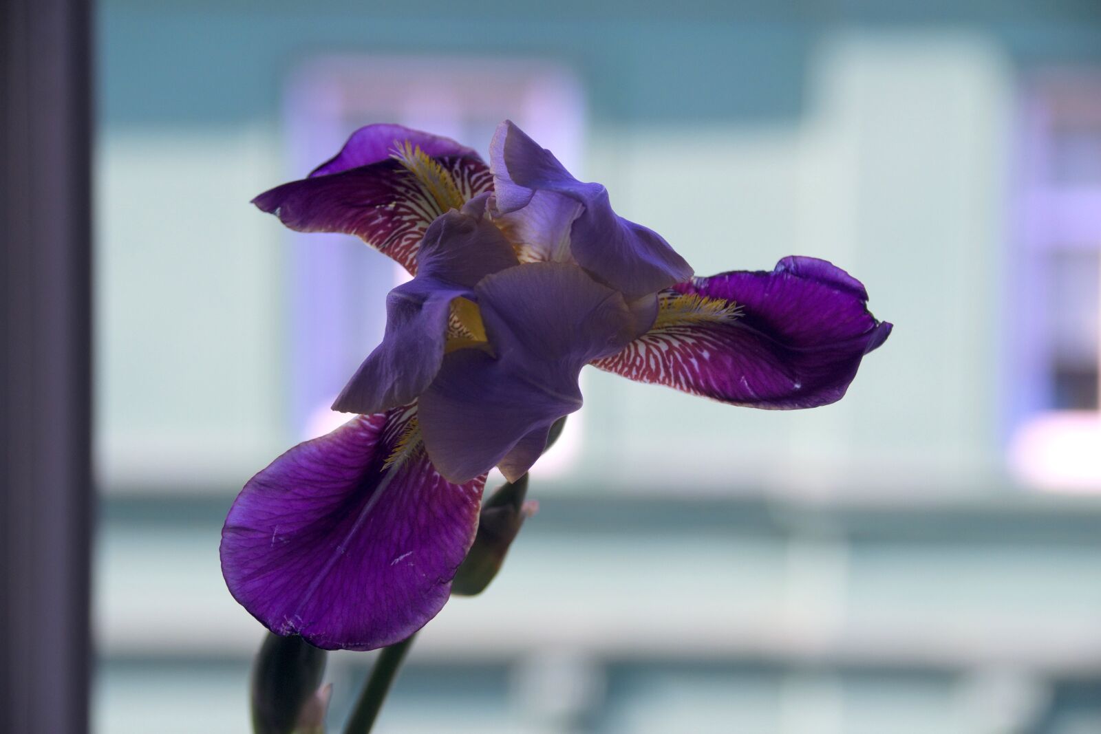 Nikon D3300 sample photo. Flower, iris, violet photography