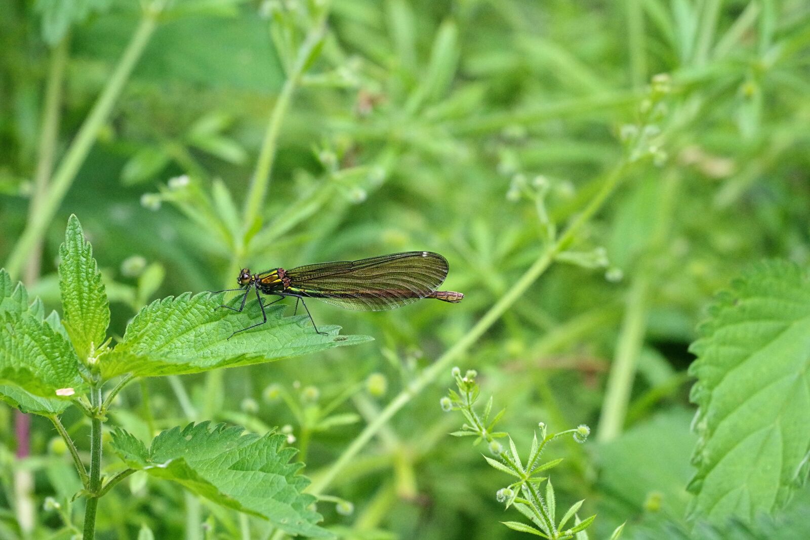 Pentax K-70 sample photo. Dragonfly, nature, insect photography