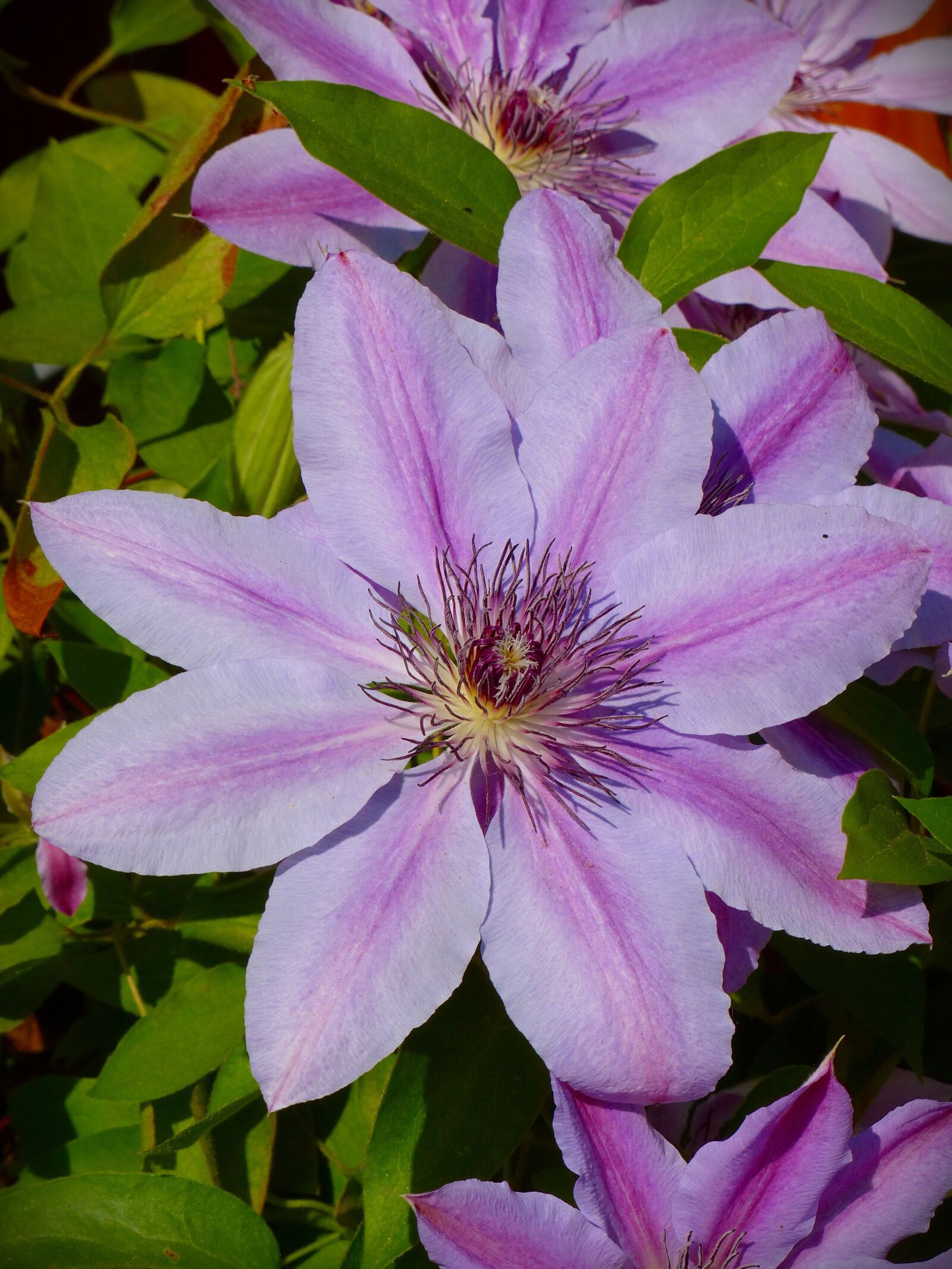 Panasonic Lumix DMC-FZ200 sample photo. Clematis, flower blossom, climber photography