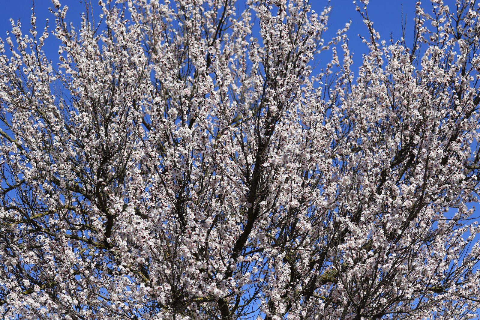 Canon EF-S 60mm F2.8 Macro USM sample photo. Tree, flowers, white photography