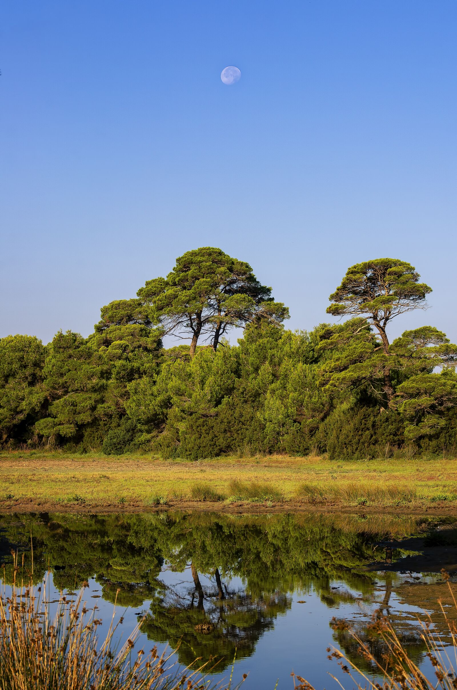 Nikon D7000 sample photo. Trees, reflections, water photography