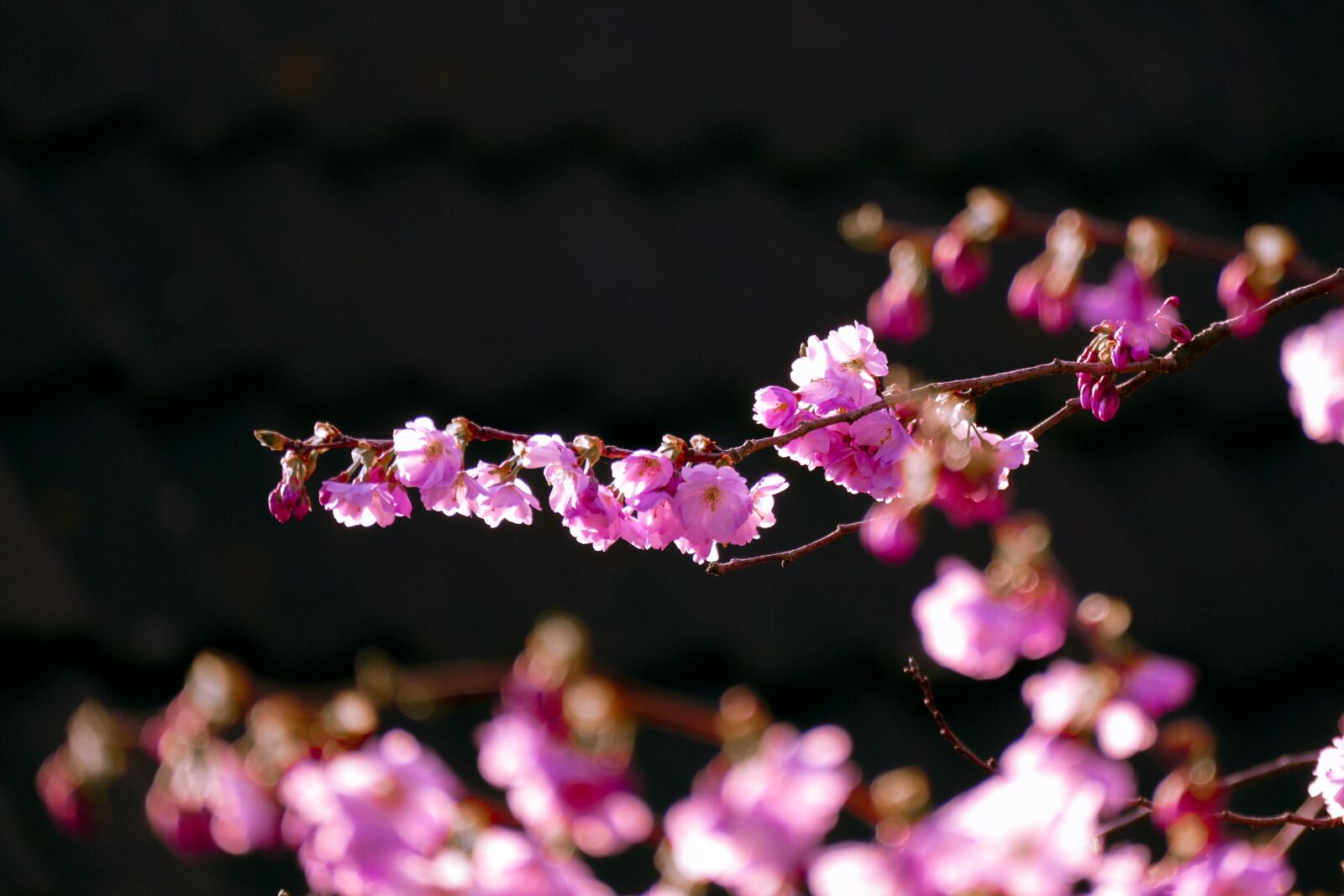 Panasonic Lumix DMC-FZ1000 sample photo. Blossom, cherry, spring photography