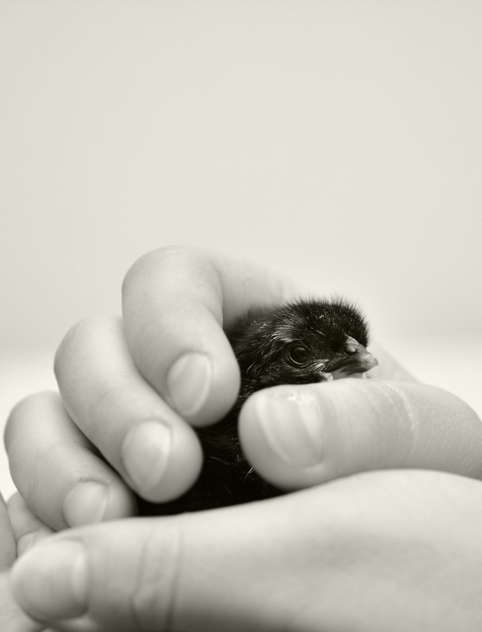 Nikon D5200 sample photo. Hand, chicks, keep photography