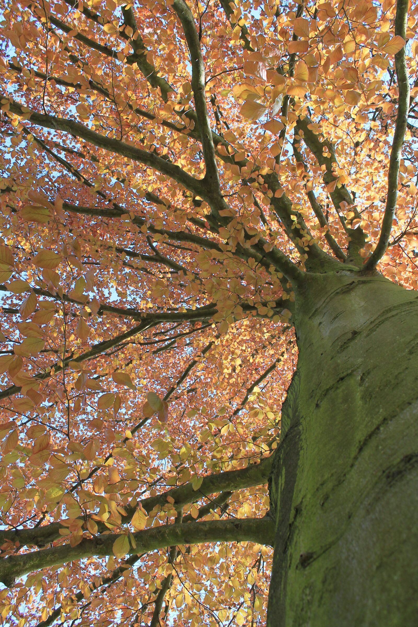 Canon EOS 1100D (EOS Rebel T3 / EOS Kiss X50) sample photo. Autumn, leaves, tree photography