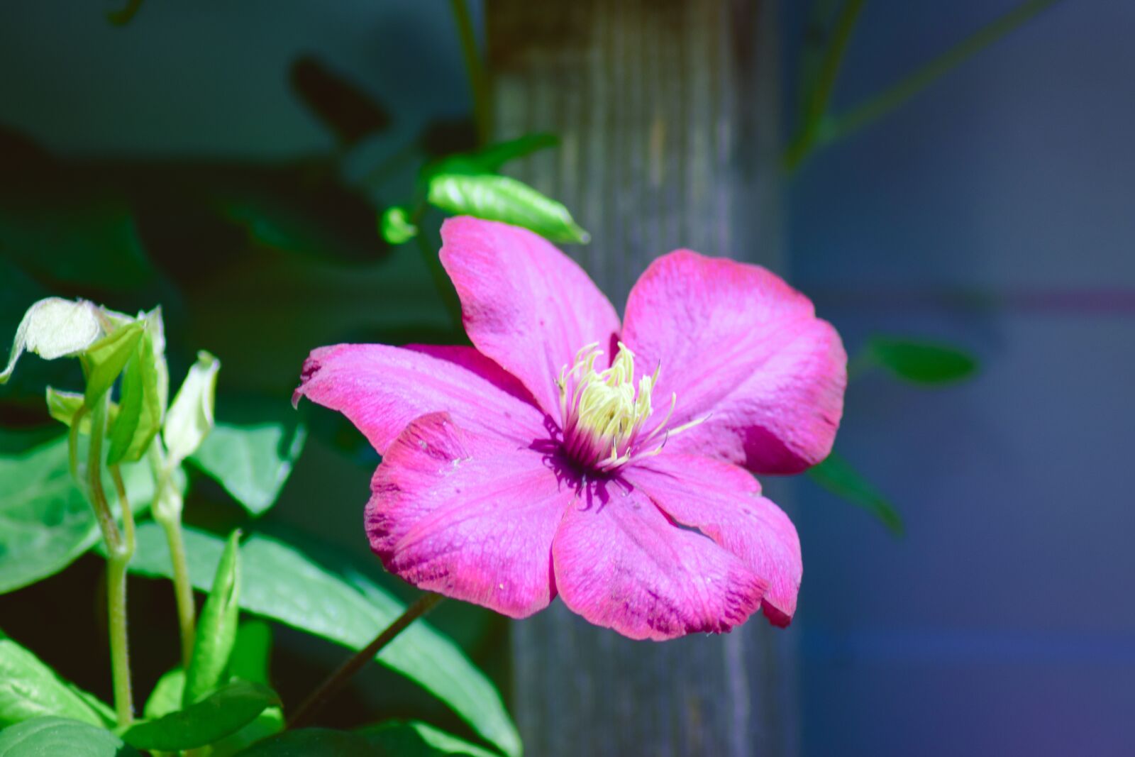 Nikon D5300 sample photo. Pink flower, blossom, bloom photography