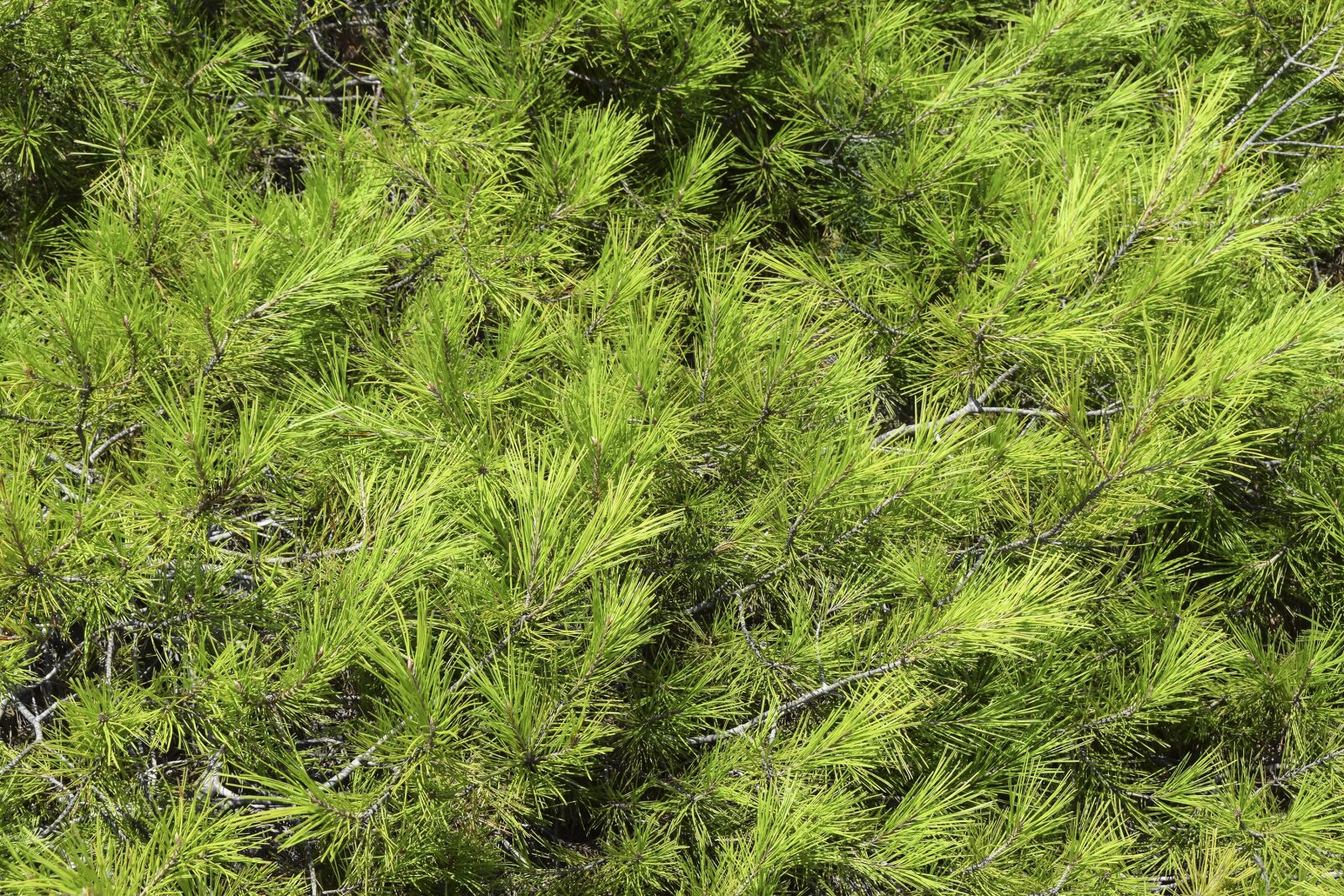 Nikon D5300 sample photo. Texture, spruce, tree photography