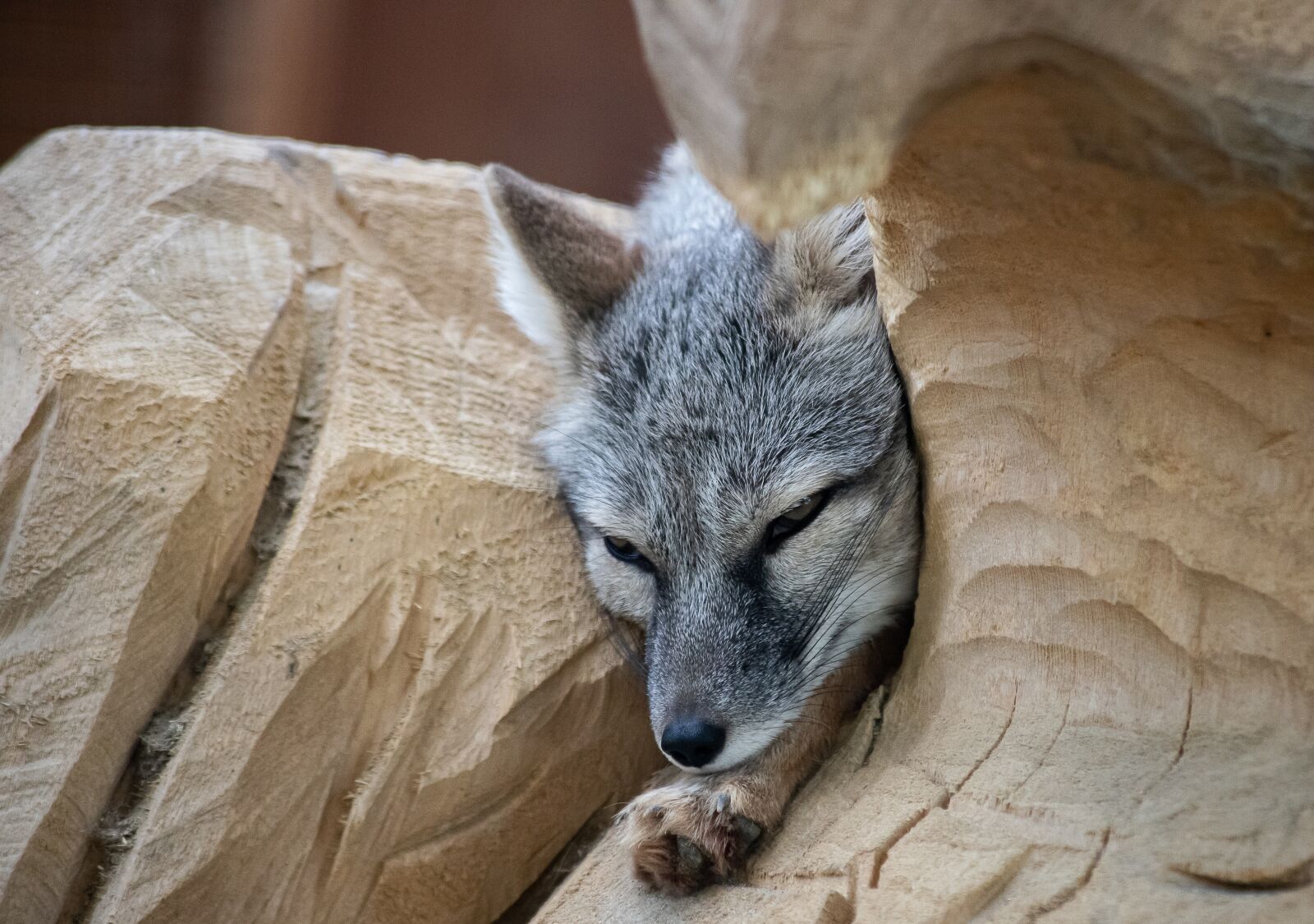 Canon EF 70-300mm F4-5.6 IS USM sample photo. Steppe fox, korsak, fuchs photography
