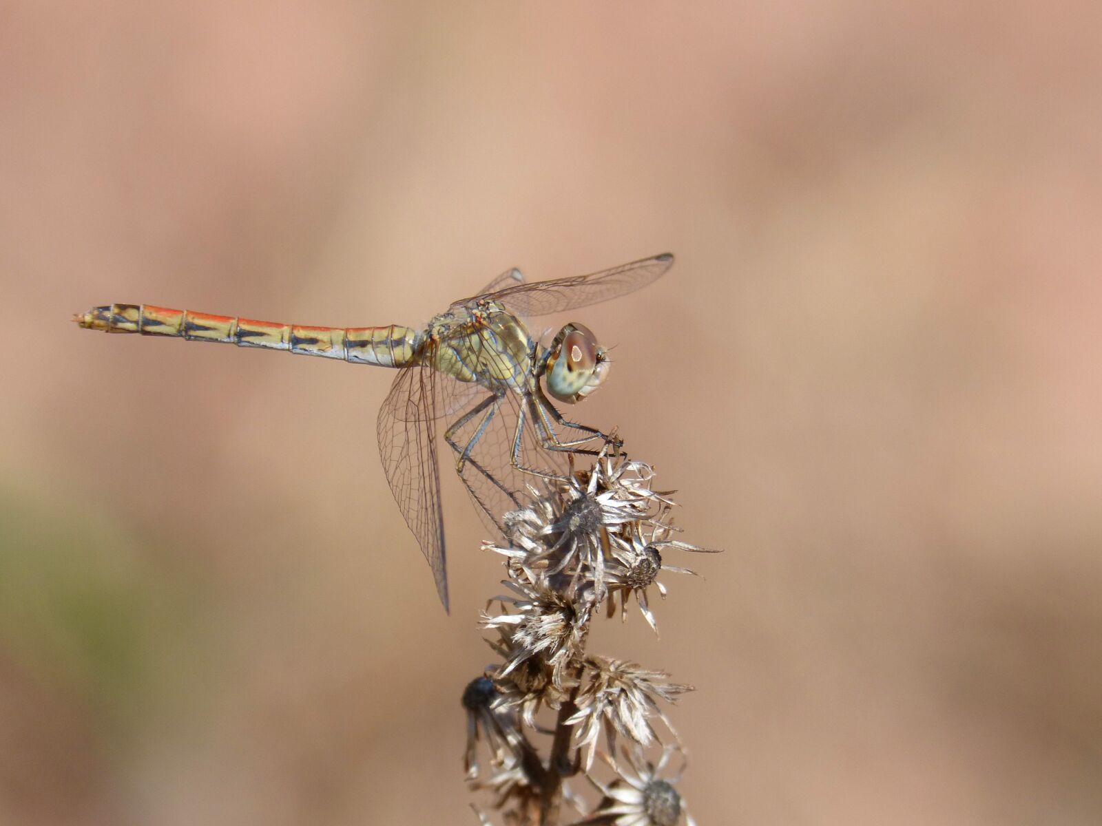 Panasonic DMC-FZ62 sample photo. Dragonfly, yellow dragonfly, detail photography