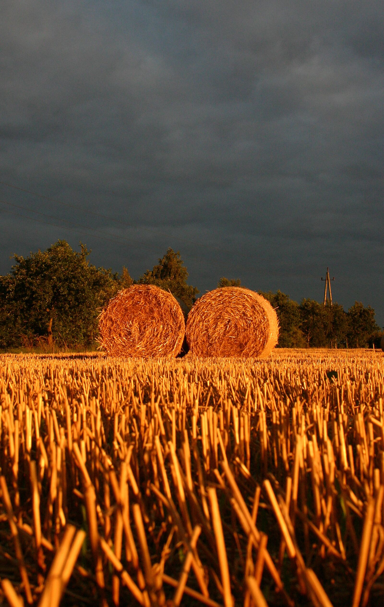 Canon EOS 300D (EOS Digital Rebel / EOS Kiss Digital) sample photo. Summer, straw, field photography