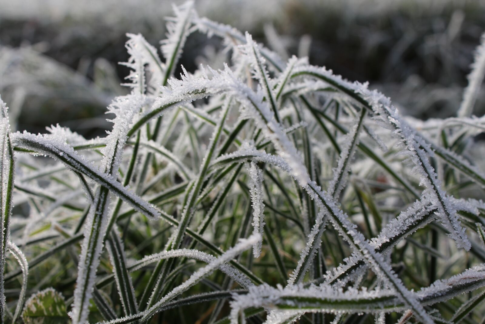 Canon EOS 1200D (EOS Rebel T5 / EOS Kiss X70 / EOS Hi) sample photo. Grass, winter, wintry photography