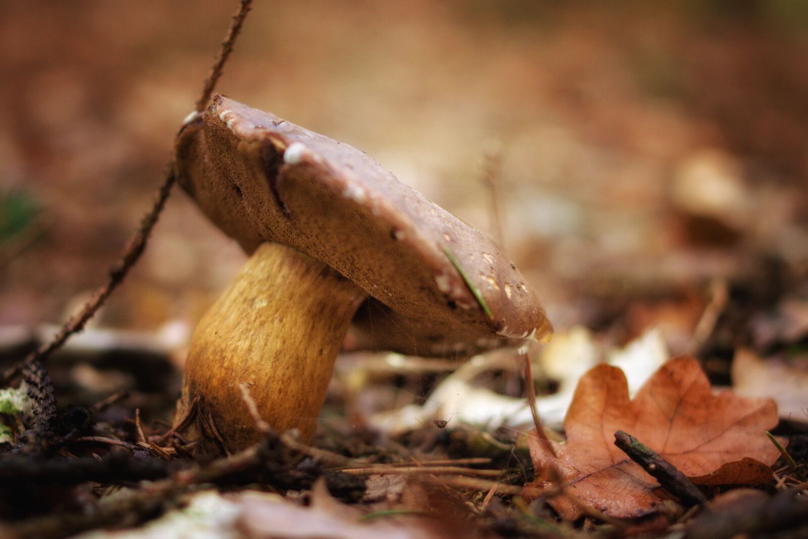 Pentax K-70 sample photo. Autumn, mushroom, forest photography