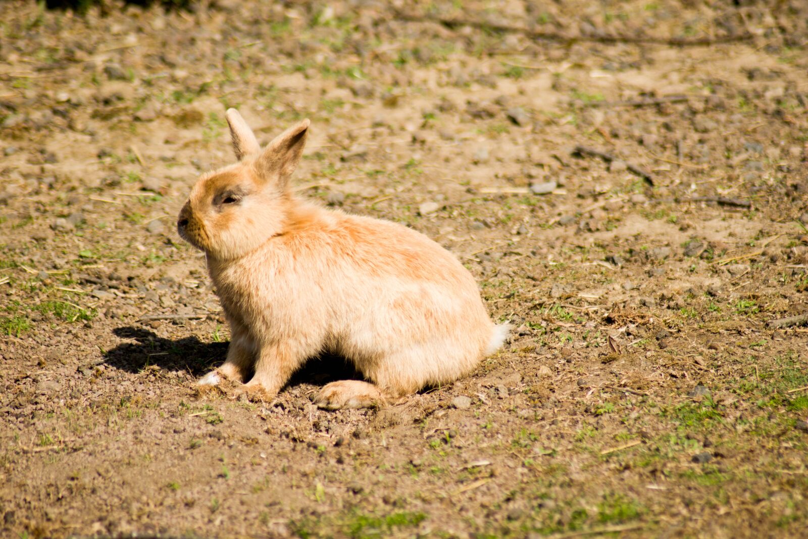 Nikon D5500 sample photo. Rabbit, habitat, curious photography