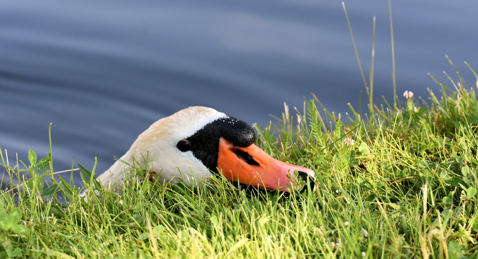 Nikon D7200 sample photo. Swan, elegant, noble photography