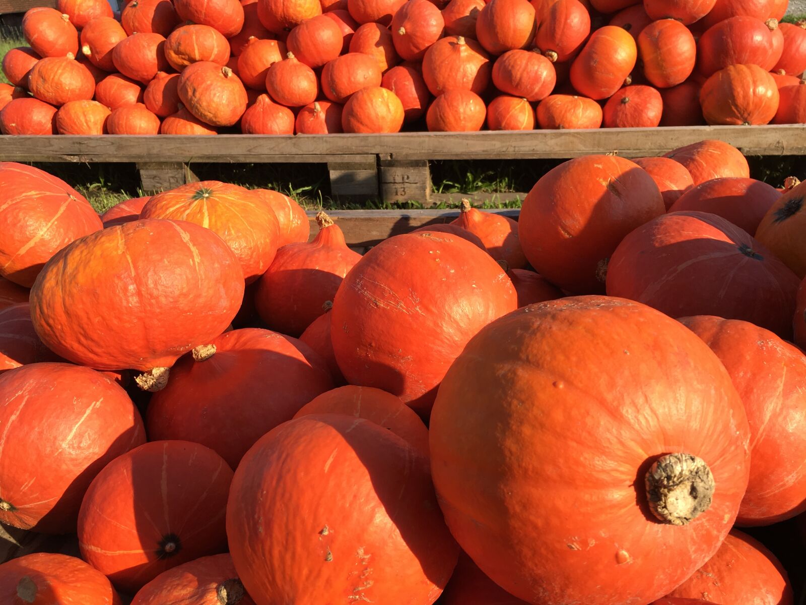 Apple iPhone 6s Plus sample photo. Halloween, pumpkin, pumpkins autumn photography