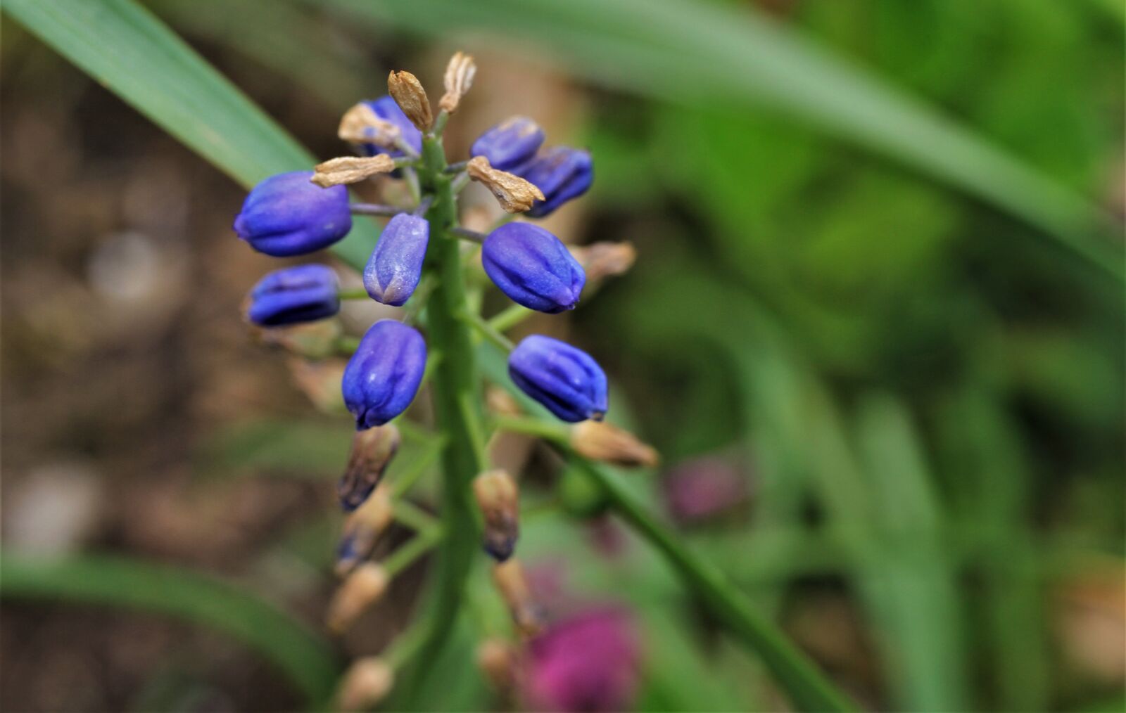 Canon EOS 7D sample photo. Common grape hyacinth, hyacinth photography