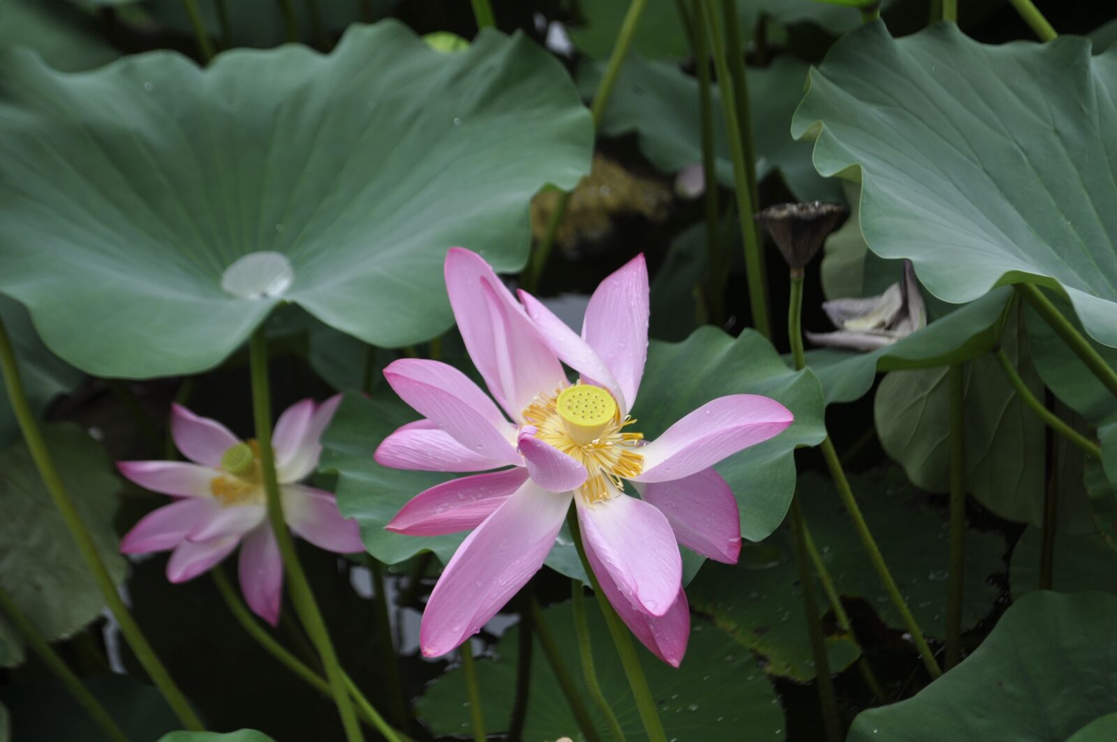 Nikon D5000 sample photo. Plant, nature, flower photography