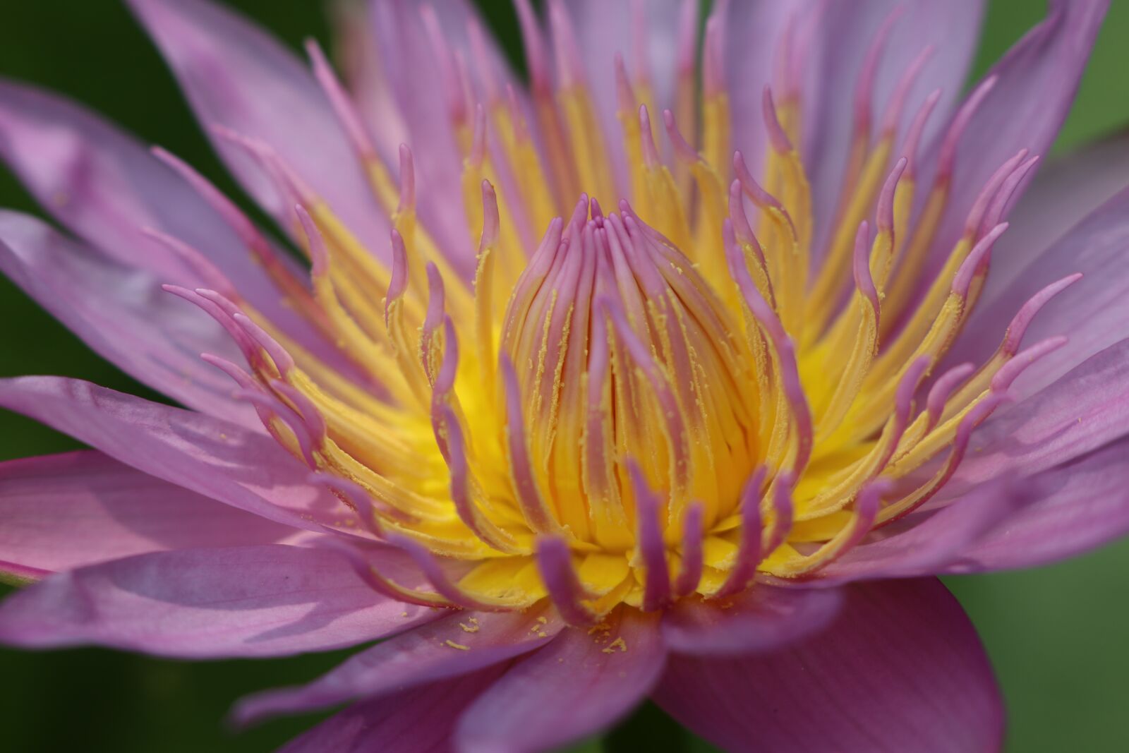 Canon EOS M6 sample photo. Lotus flower, bud, yellow photography